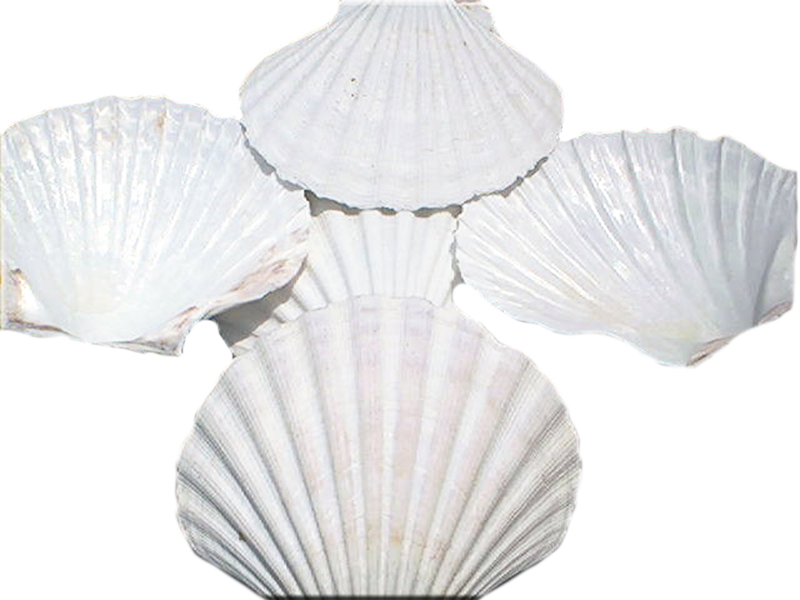 Set Of 8 Large White Baking Scallop (3.5''-4'') Restaurant Quality Real Seashells Beach Wedding Coastal Crafts And Decor - Flori