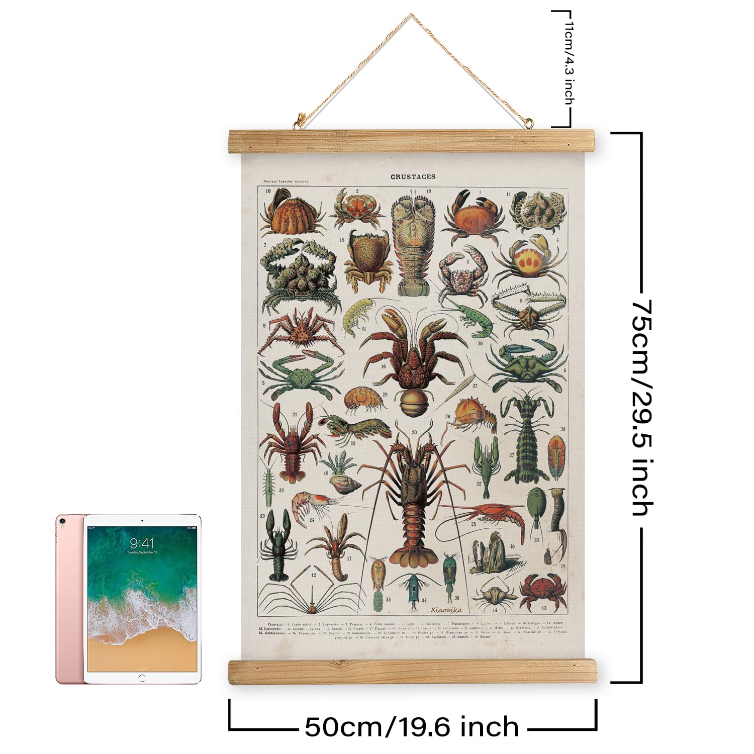 Xiaoaika Antique Crustacean Species Poster - Vintage Detailed Seafood Illustration Chart With Wooden Frame - Educational Wall Ar