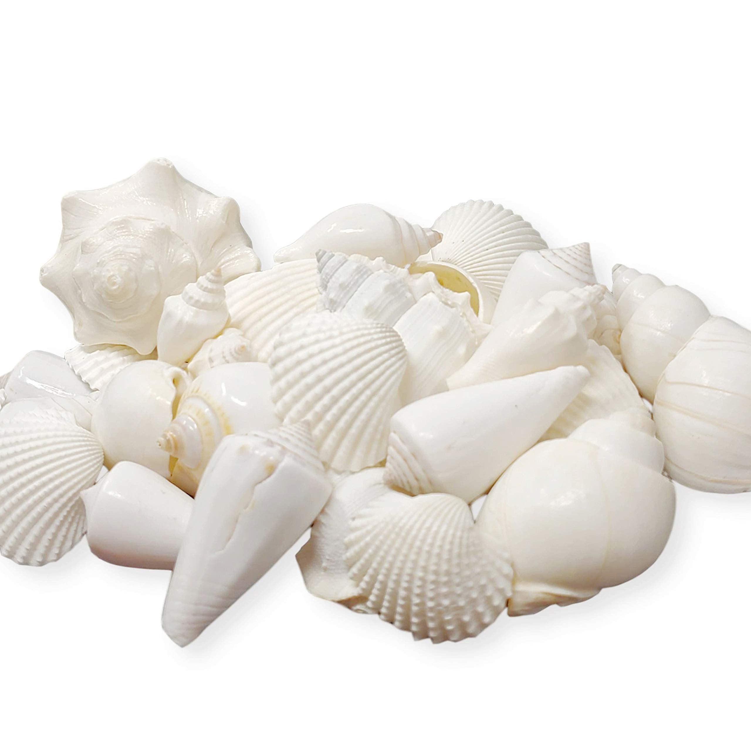 Tumbler Home Mix of White Seashells - Set includes 1 Pound White Shells up to 3 inches - Home Decor, Vase Filler, Wedding Center