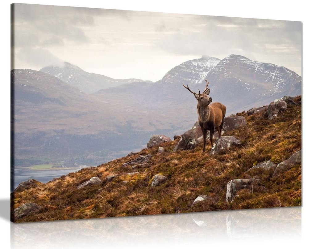 Wild Stag Scottish Highlands Canvas Wall Art Picture Print (36X24In)