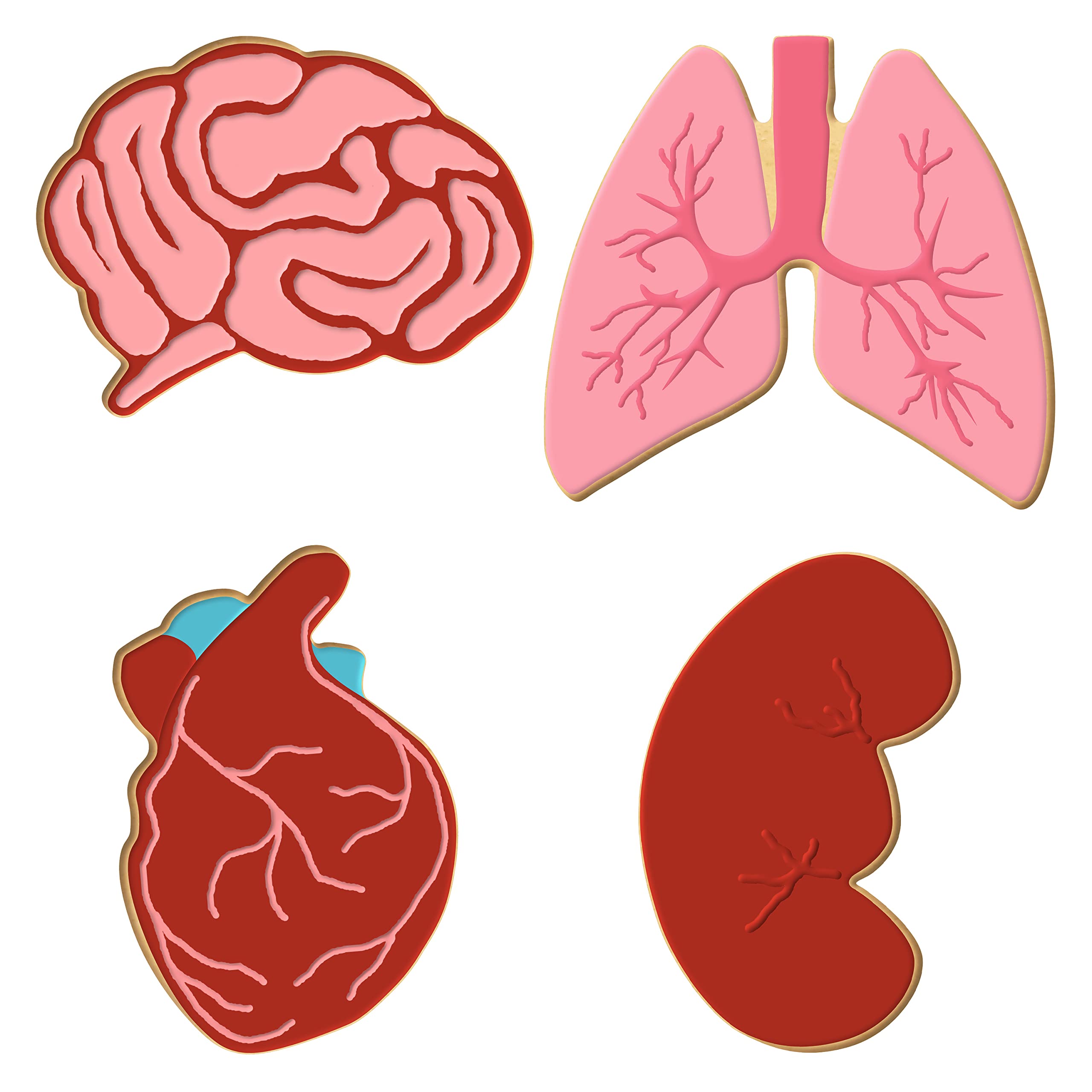 Anatomical Body Parts Cookie Cutter 4 Pc Set - Kidney, Heart, Lungs, Brain Plastic Cookie Cutters, Made In Usa