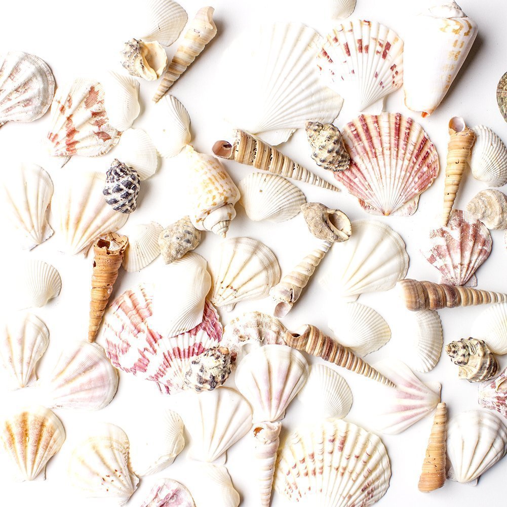 Super Z Outlet Sea Shells Mixed Beach Seashells - Various Sizes Up To ...