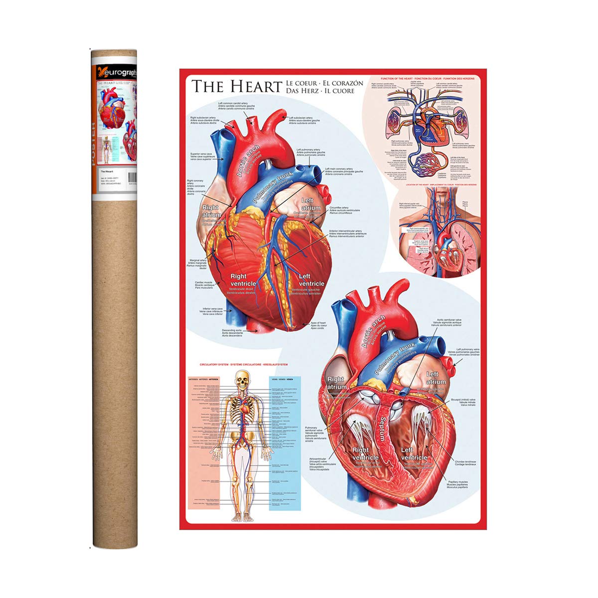 Eurographics The Heart Poster, 36 X 24 In