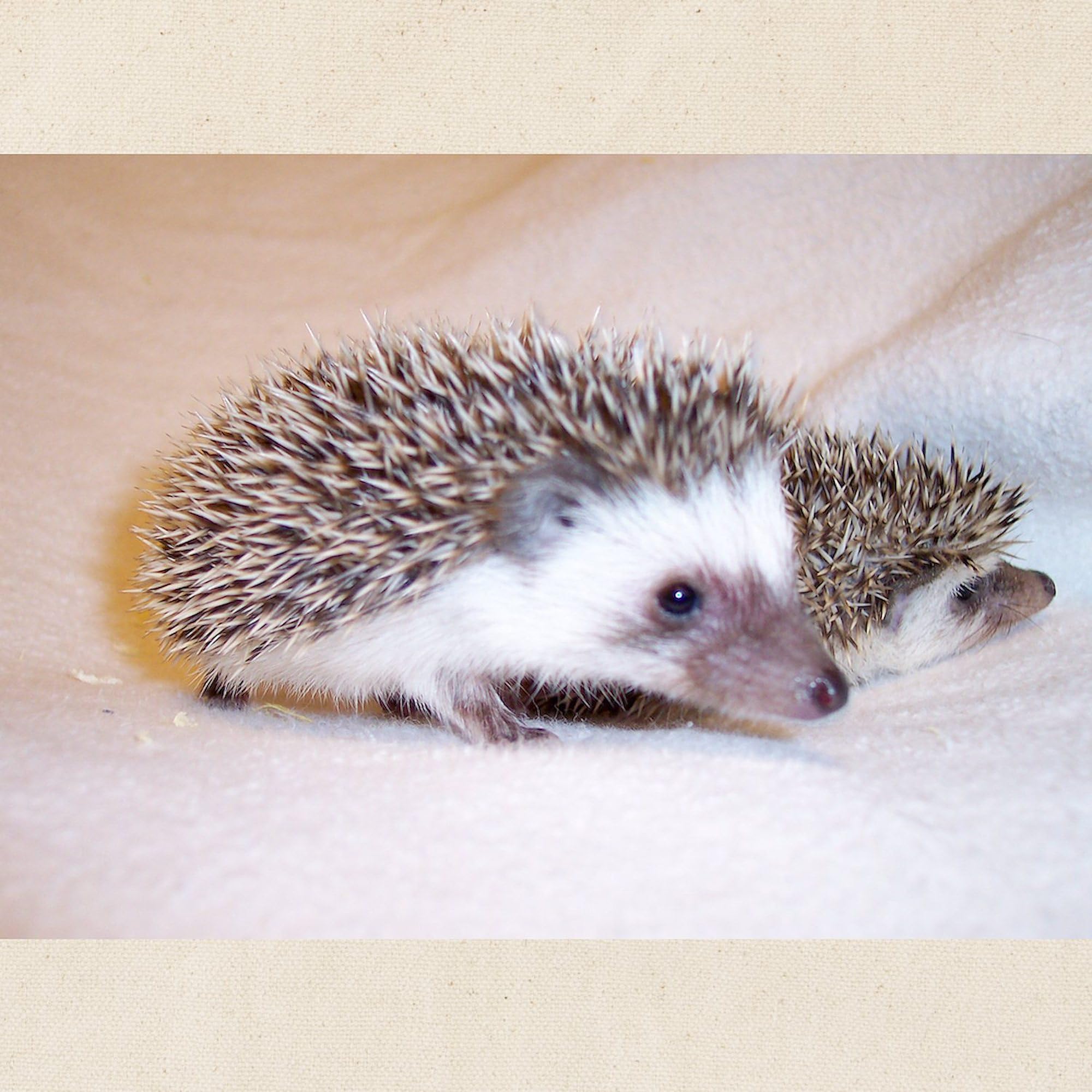 Cafepress Double Trouble Hedgehogs Tote Bag Natural Canvas Tote Bag, Reusable Shopping Bag