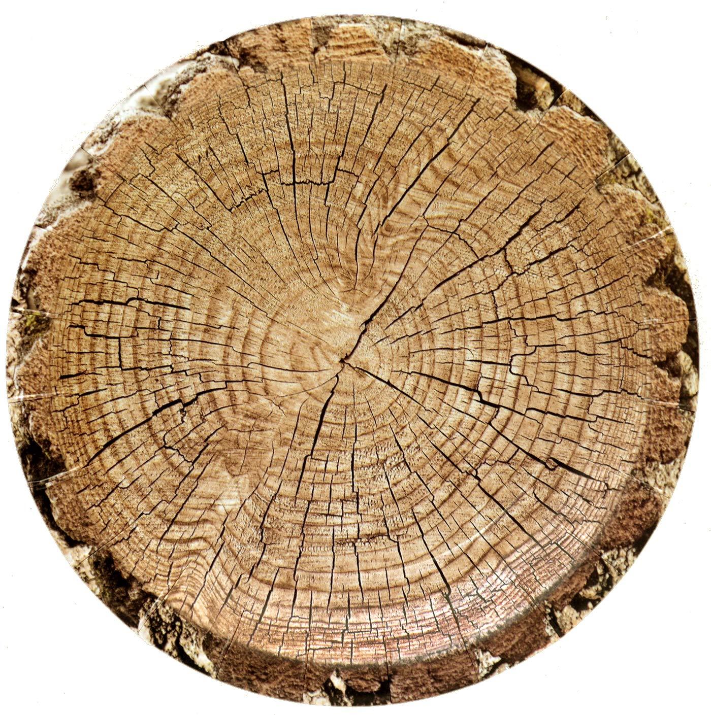 Havercamp Cut Timber Dessert 7'' Round Plates (8 Plates)! Authentic Wood Grain Paper Plates Are Part Of The Cut Timber Party Col