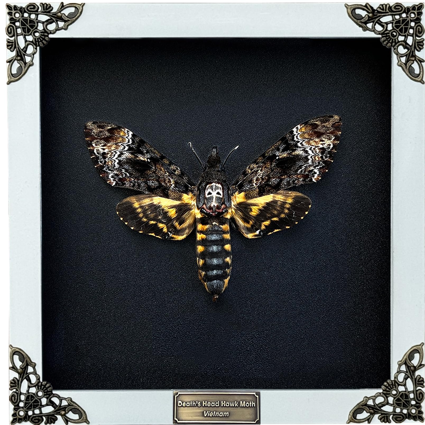 Real Death Head Moth White Frame Gothic Decor Taxidermy Gift Entomology Oddity Curiosities Spooky Shadow Box Display Hanging Dis