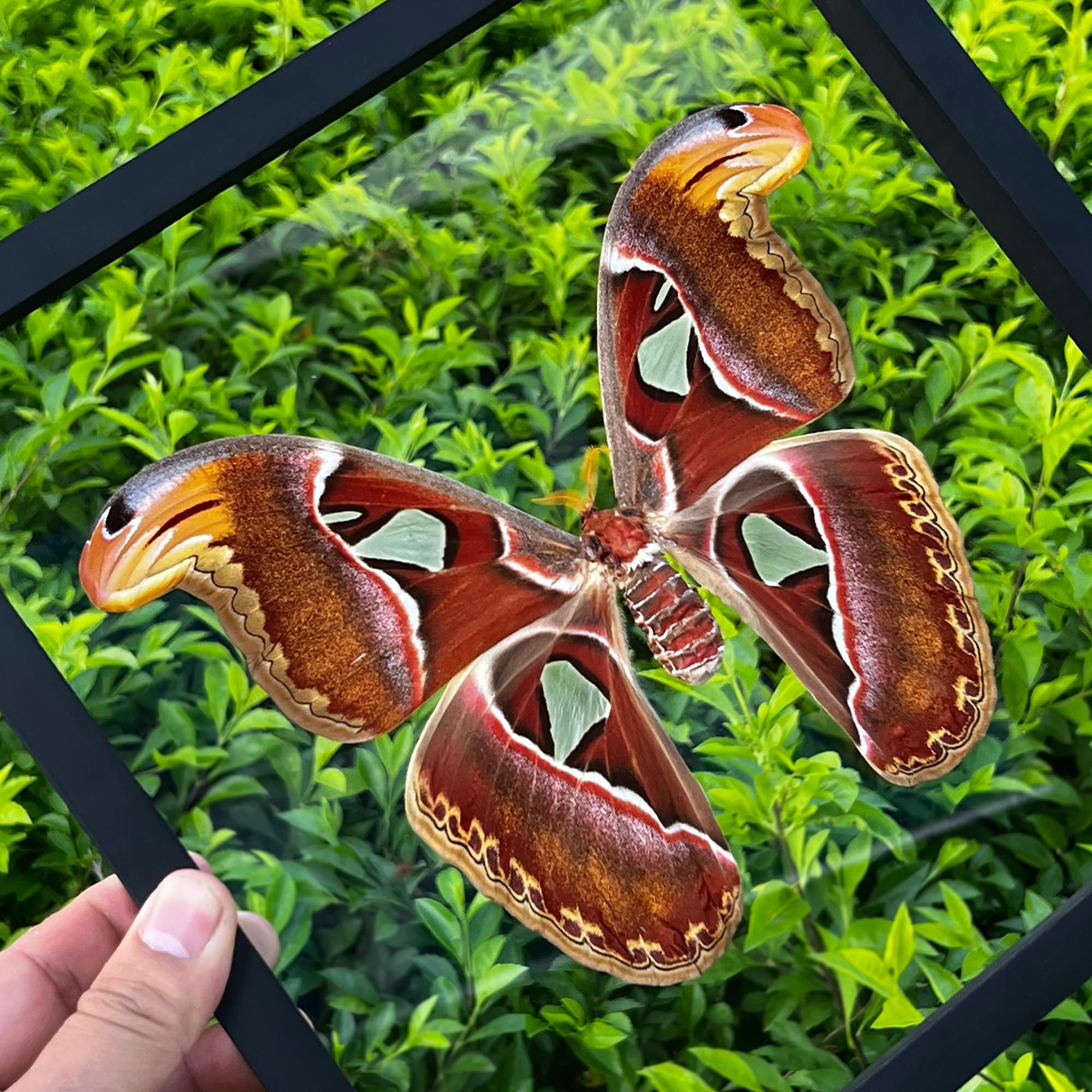 Real Framed Attacus Atlas Moth Butterfly Dead Insect Dried Bug Lover Shadow Box Taxidermy Collectables Specimen Tabletop Wall Ro