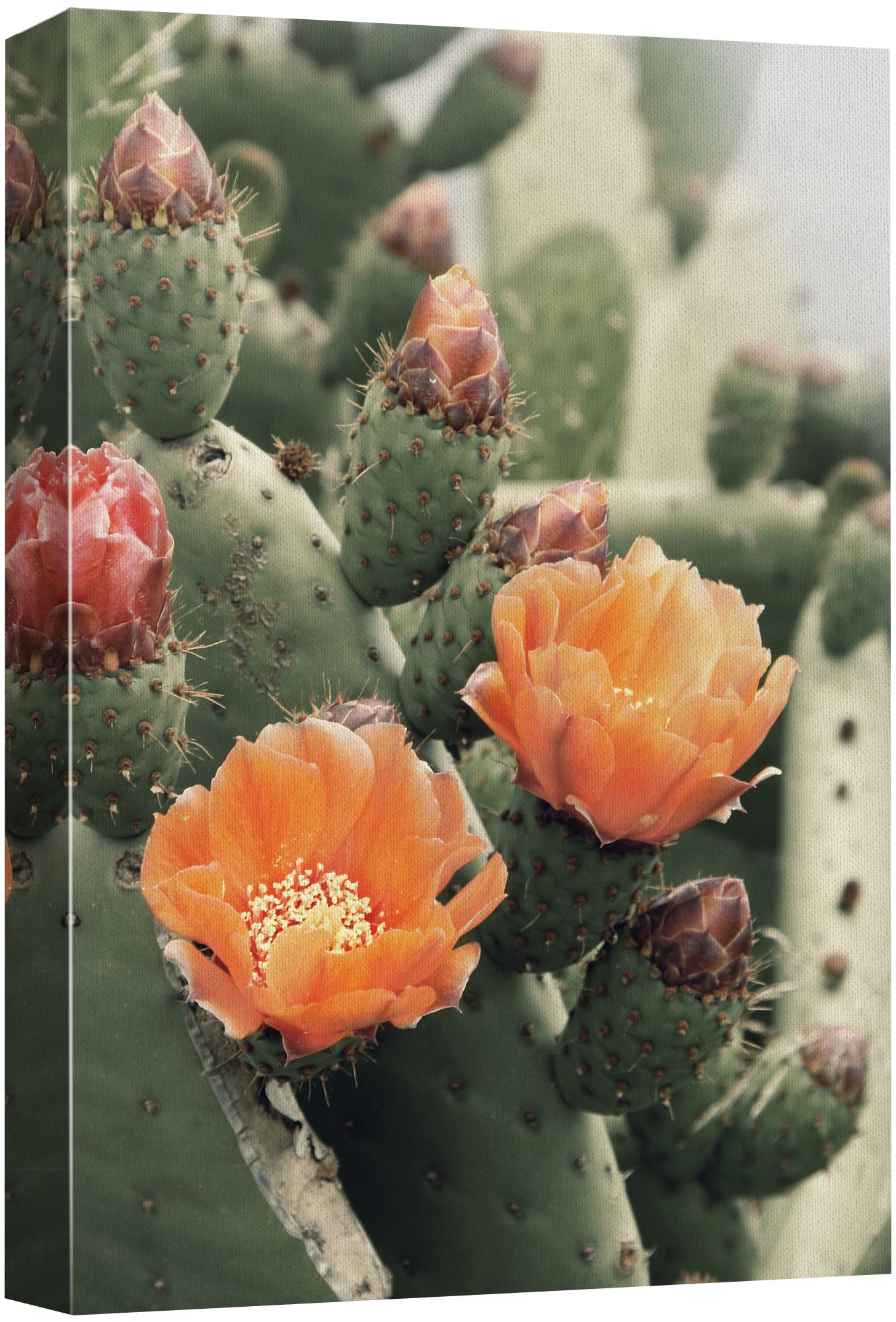 Wall26 Canvas Print Wall Art Blooming Cactus Flower Nature Wilderness Photography Realism Floral Botanical Southwest Rustic Coun
