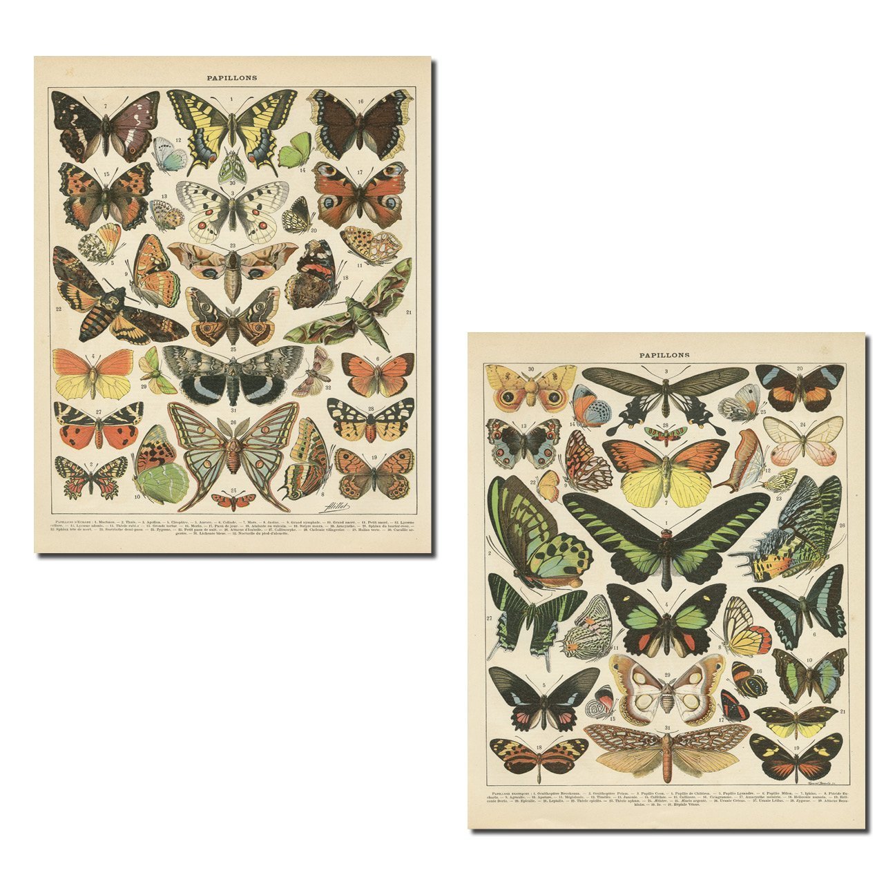 Gango Home D  Cor Popular Vintage French Types Of Papillons Butterflies Set; Two 16X20In Fine Art Giclee Prints