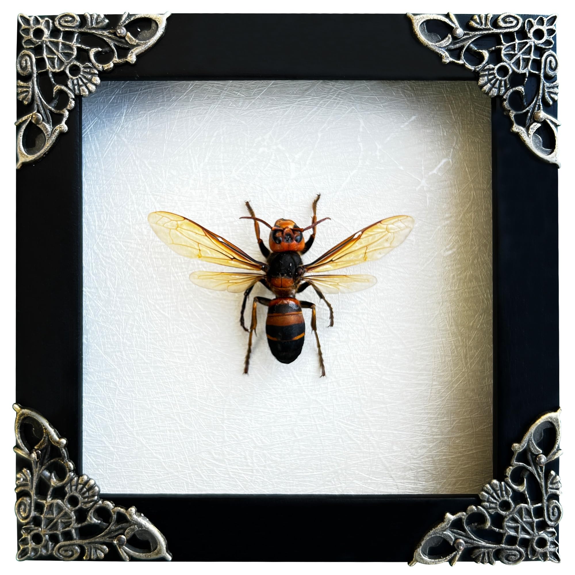 Real Framed Wasp Murder Hornet Beetle Dead Insect Dried Bug Black Frame Shadow Box Taxidermy Oddity Collectables Specimen Decora