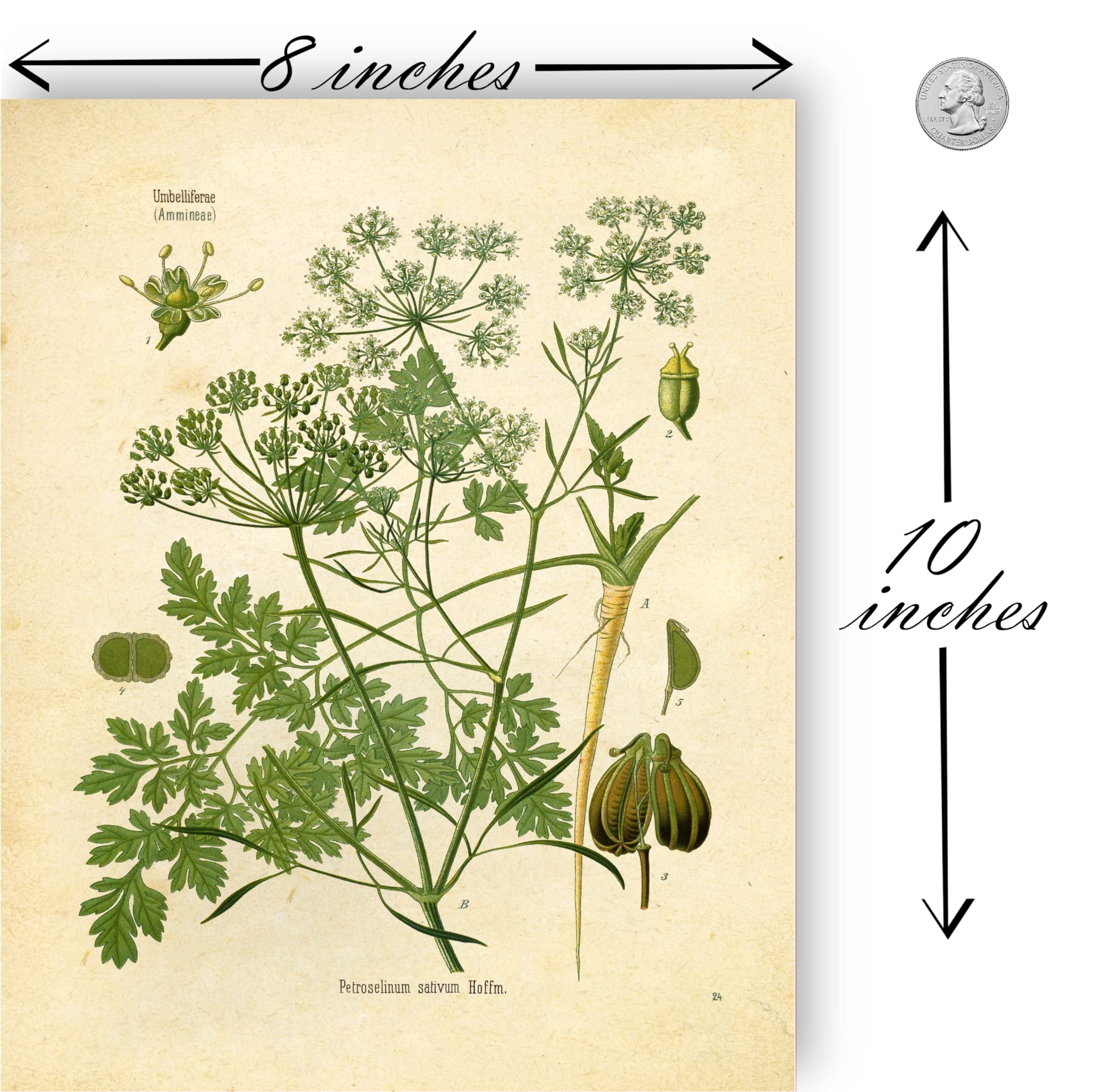 Ink Inc. Vintage Botanical Prints | Kitchen Herb Wall Art Thyme, Mint, Rosemary, Parsley, Sage, Fennel | Set Of 6 8''X10'' Unfra
