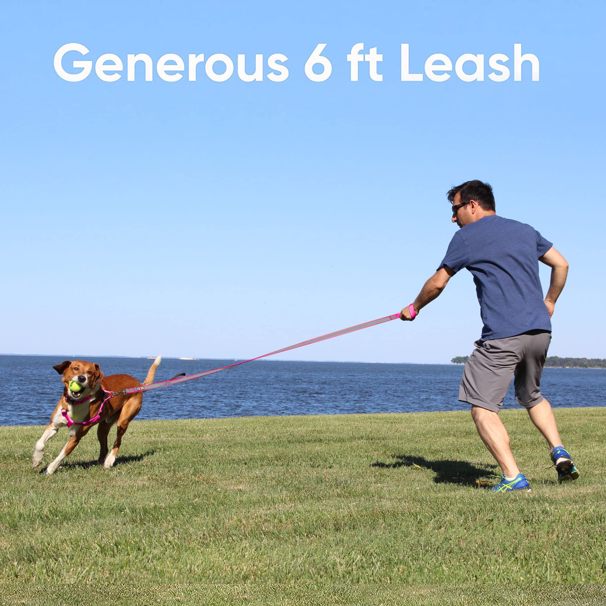 Pawtitas 6 Ft Padded Dog Leash With Comfortable Neoprene Padding Handle - Teal Lead  Small Reflective Dog Leash With Highly Refl