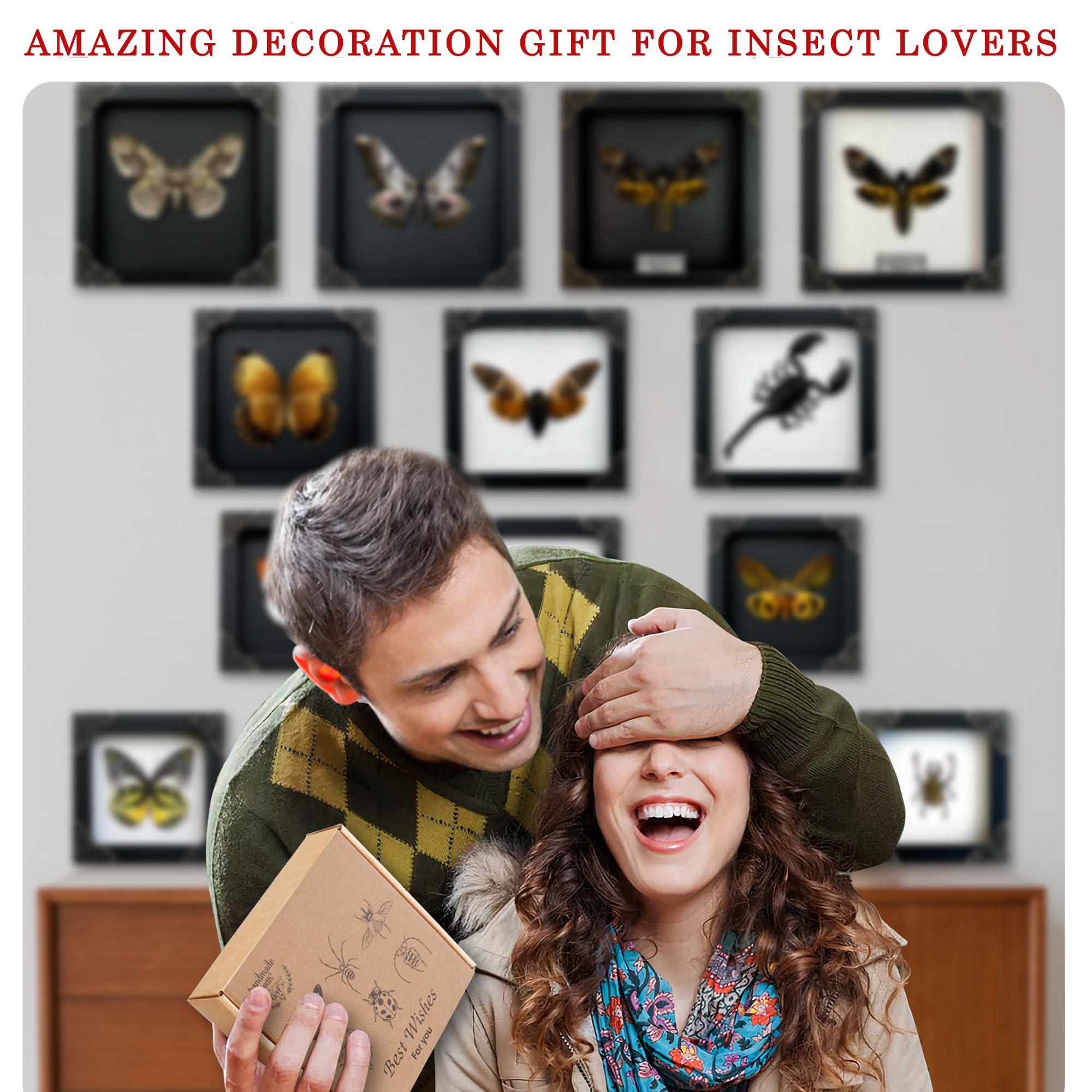 Real Framed Sunset Moth Dead Insect Dried Butterfly Handmade Shadow Box White Frame Nametag Taxidermy Specimen Display Oddity Ta