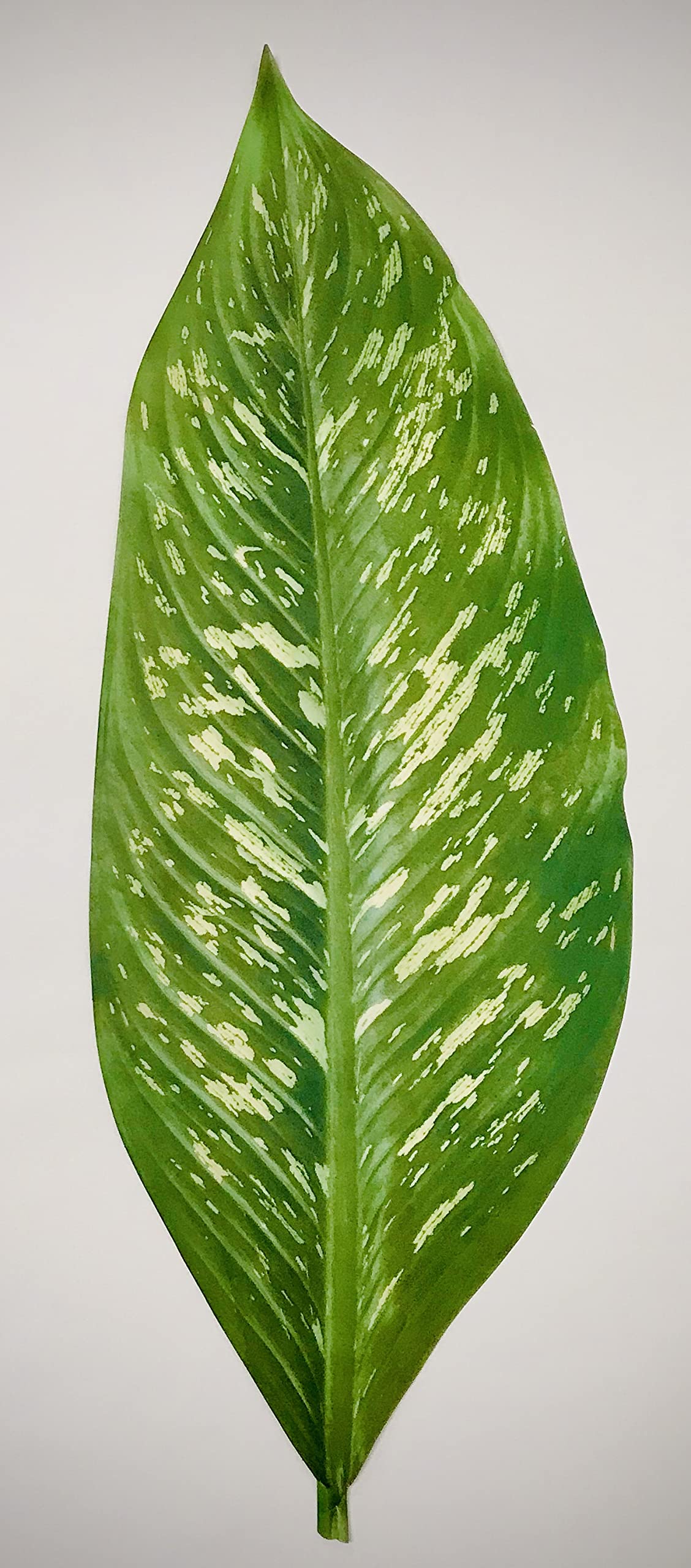 Parchment Paper Leaves For Cheese & Charcuterie Boards - Sisson Distribution Leaves (Pack Of 5), Large Tropical, 20.5'' X 7.5''.