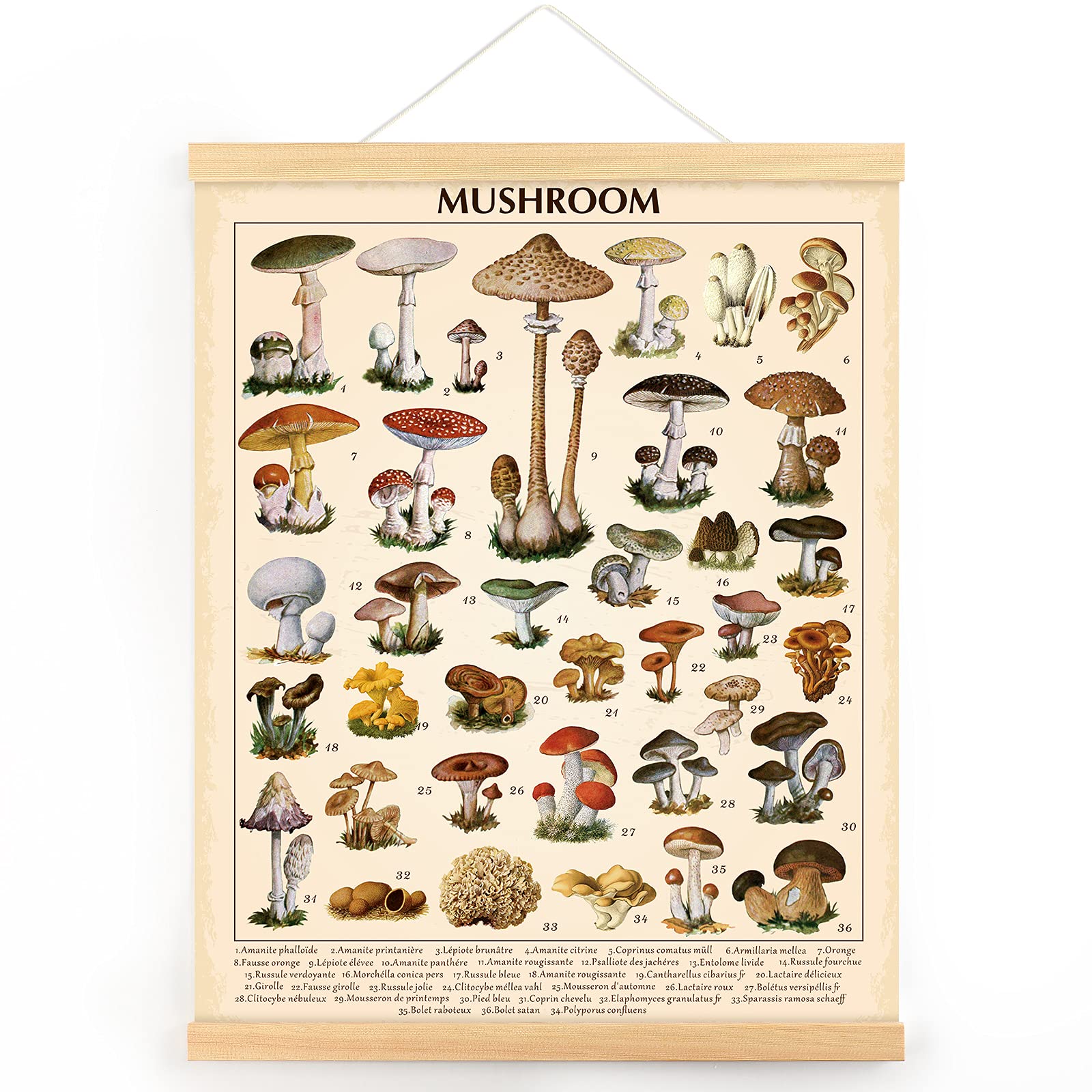 Outus Vintage Mushroom Poster Fungus Wall Art Prints Rustic Mushroom Wall Hanging Illustrative Reference Chart Poster For Living