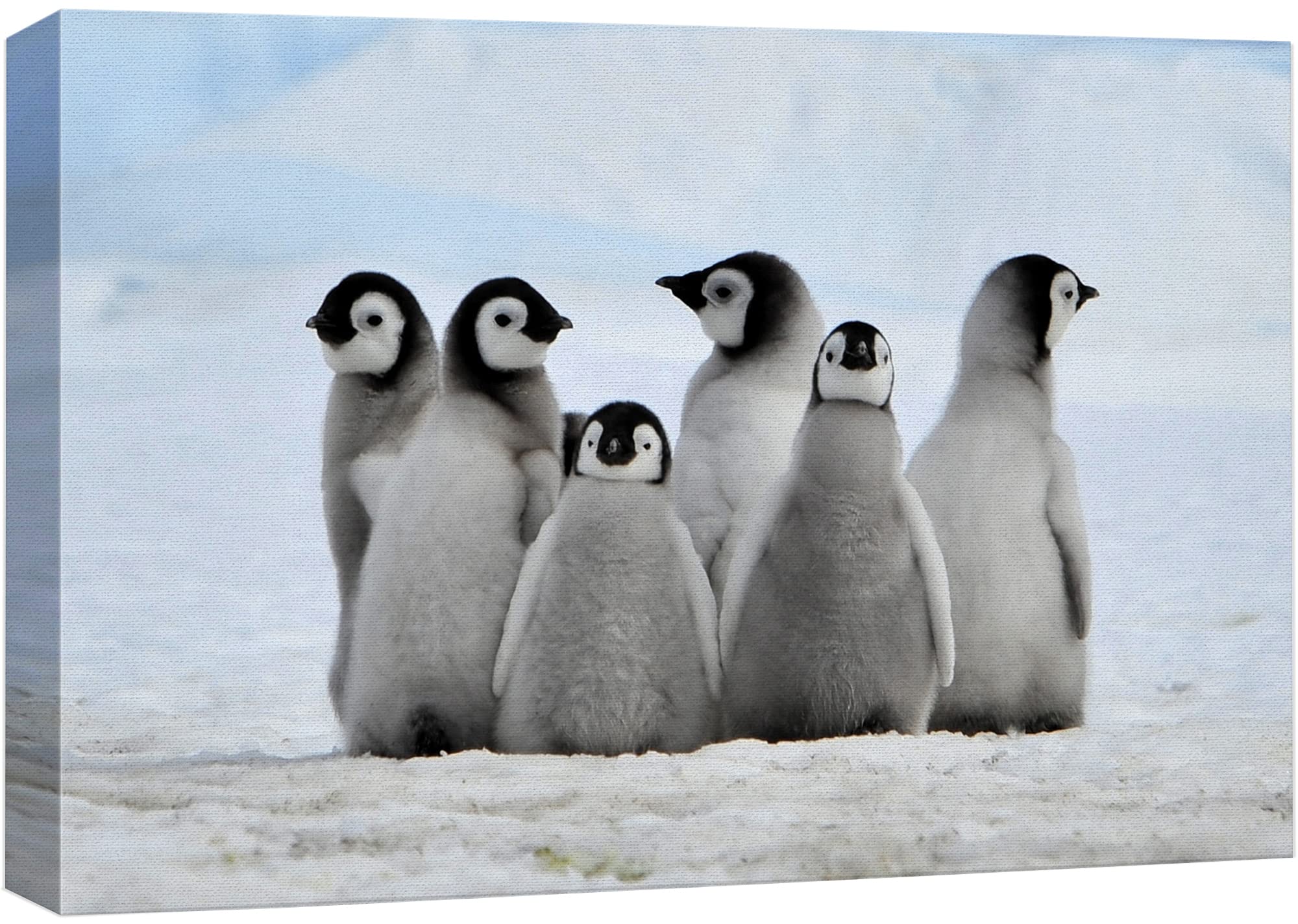 Wall26 - Canvas Wall Art - Little Penguins - Giclee Print Gallery Wrap Modern Home Art Ready To Hang - 12'' X 18''