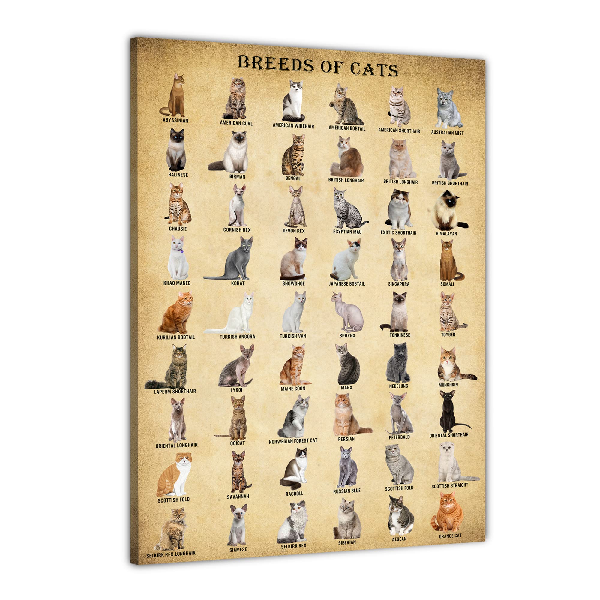 Basyeeo Cat Breeds Posters, Vintage Cats Knowledge Poster, Breeds Of Cats, Type Of Cats, Cat Decor For Cat Lovers, Cat Wall Art