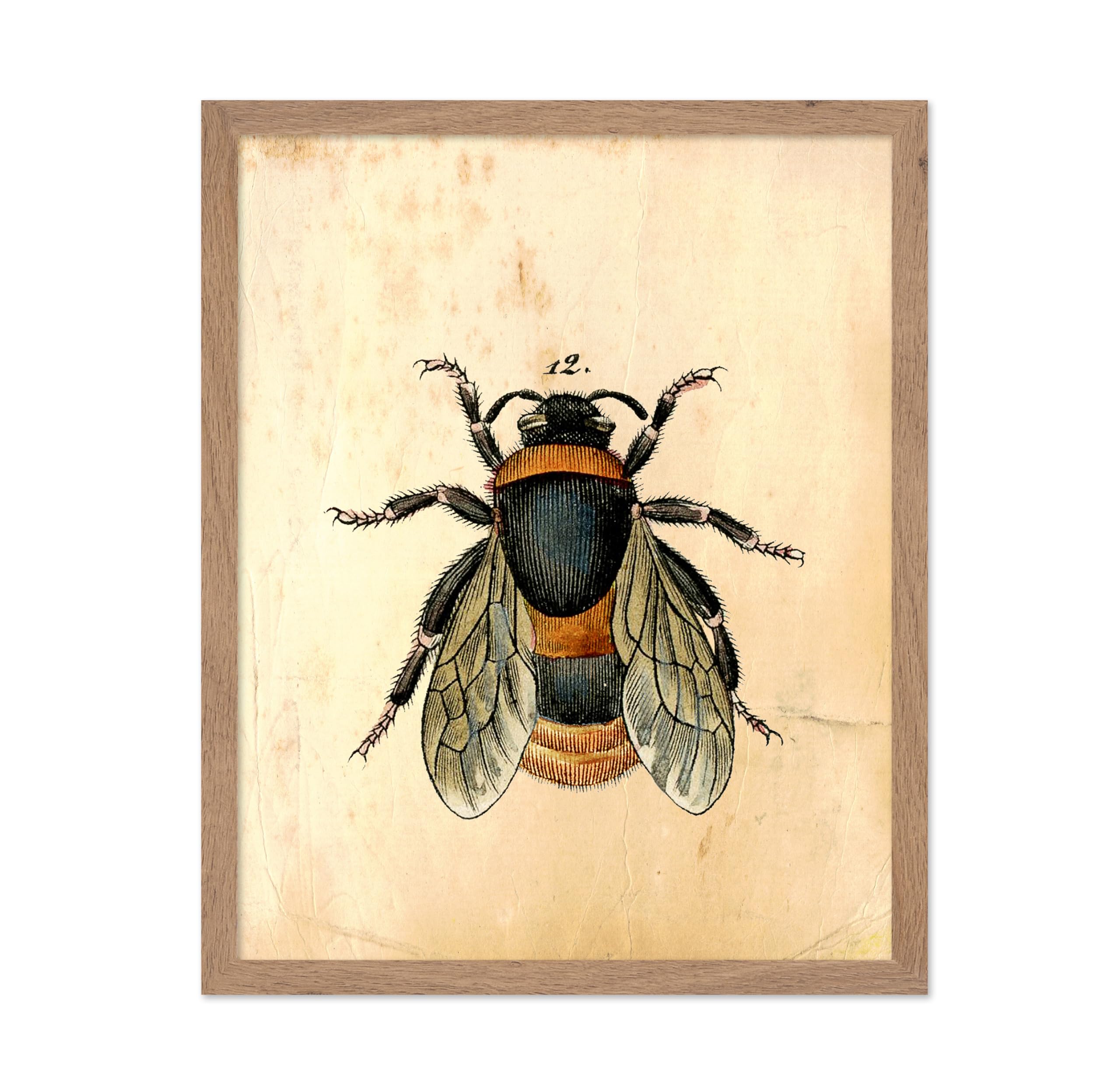 Poster Master Vintage Illustration Poster - Retro Entomology Print - Gift for Artist, Friend - Bumble Bee, Honey, Beautiful, Ins