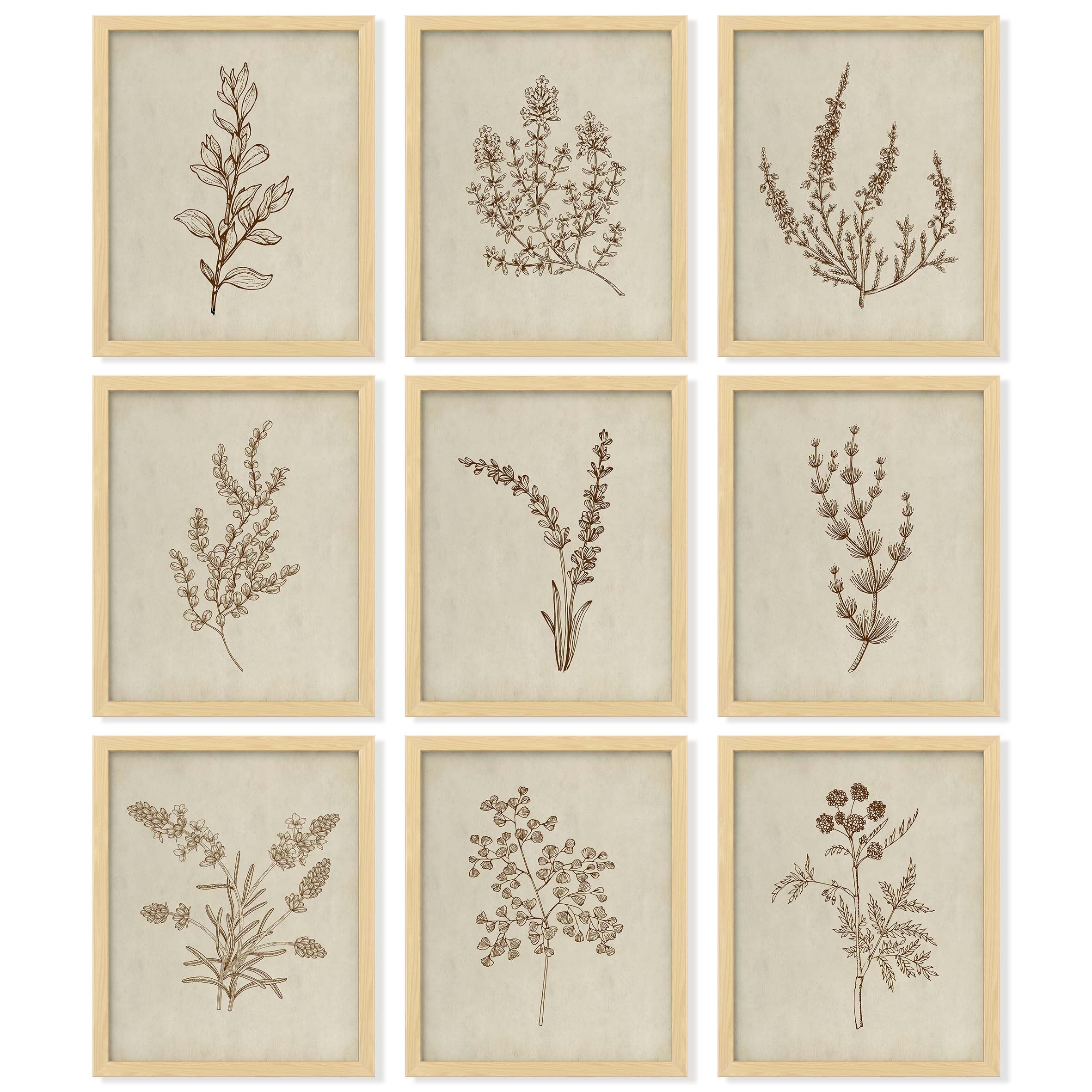 97 Decor Botanical Wall Art - Vintage Botanical Prints  Plant Art Wall Decor  Neutral Floral Wall Art Pictures  Beige Flower Poster Paintings  Flower Sketch Drawing for Bedroom (8x10 UNFRAMED)