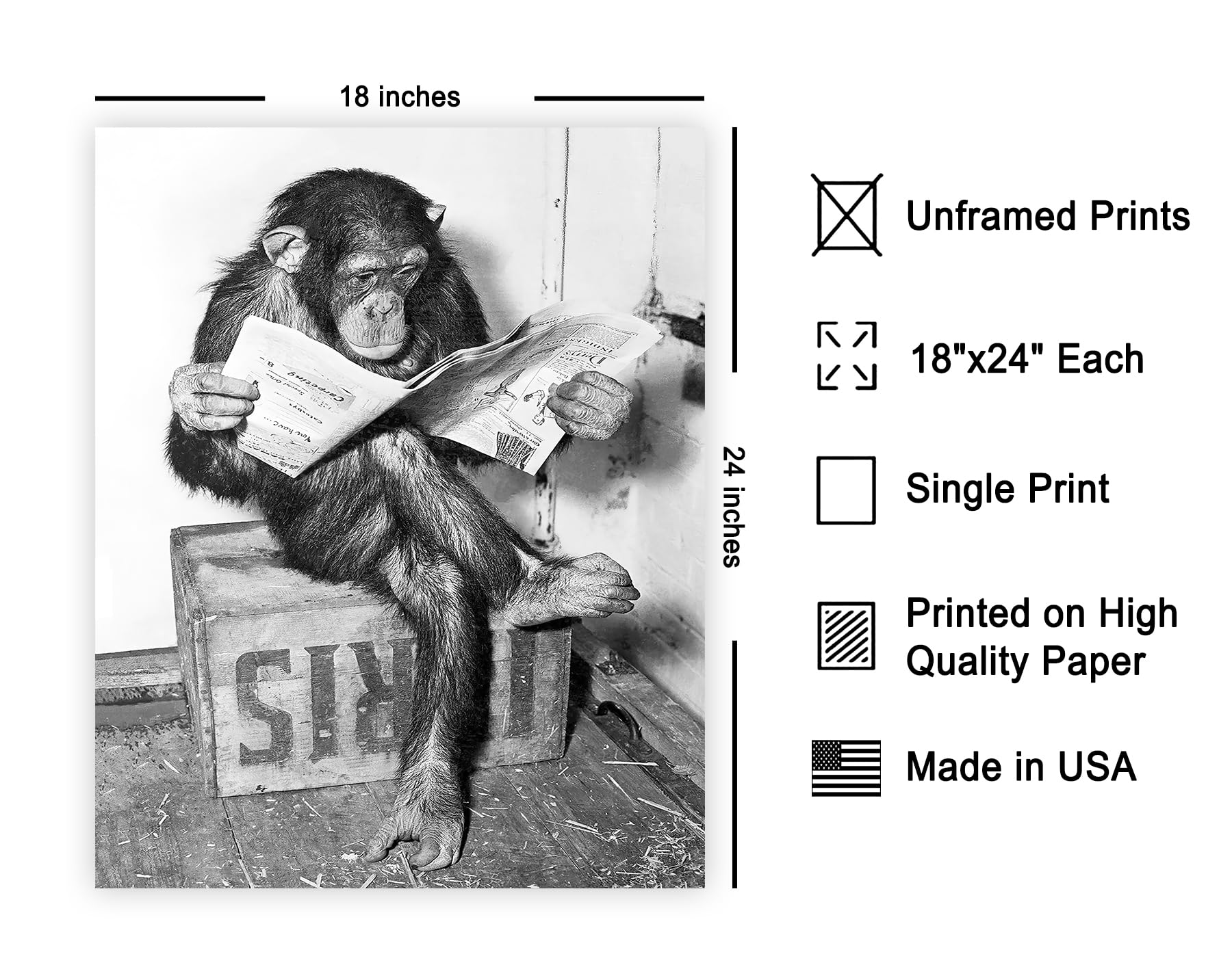 Poster Master Vintage Photograph Poster - Retro Funny Print - Gift for Artist, Friend - Chimpanzee Reading Newspaper, Monkey, Ch