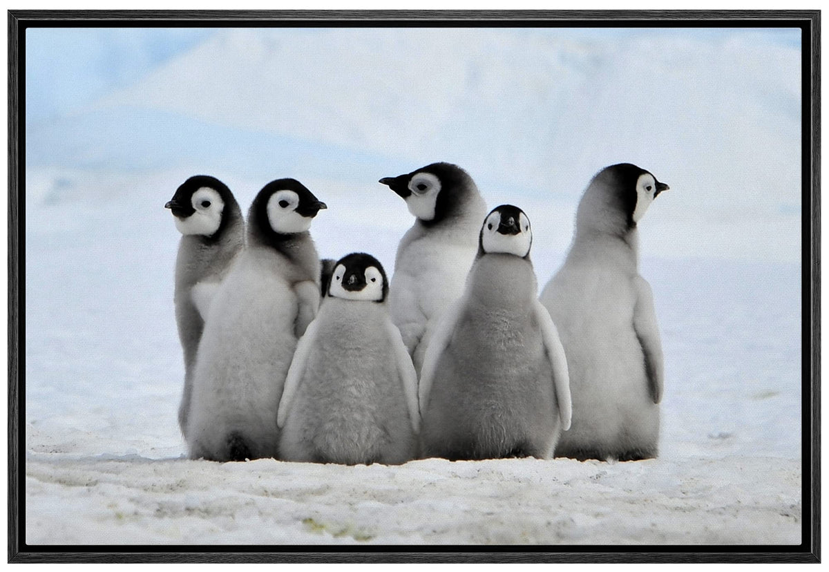 Wall26 - Framed Canvas Wall Art - Little Penguins - Giclee Print Gallery Wrap Modern Home Art Ready To Hang - 16''X24'' Black