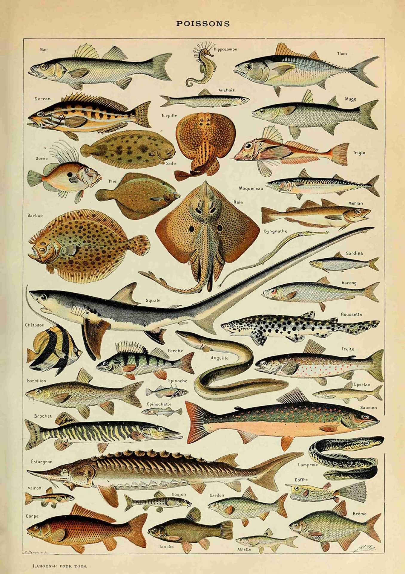 Ovfovy Unframed Paper Vintage Fish Poster, Unframed Wall Art Print