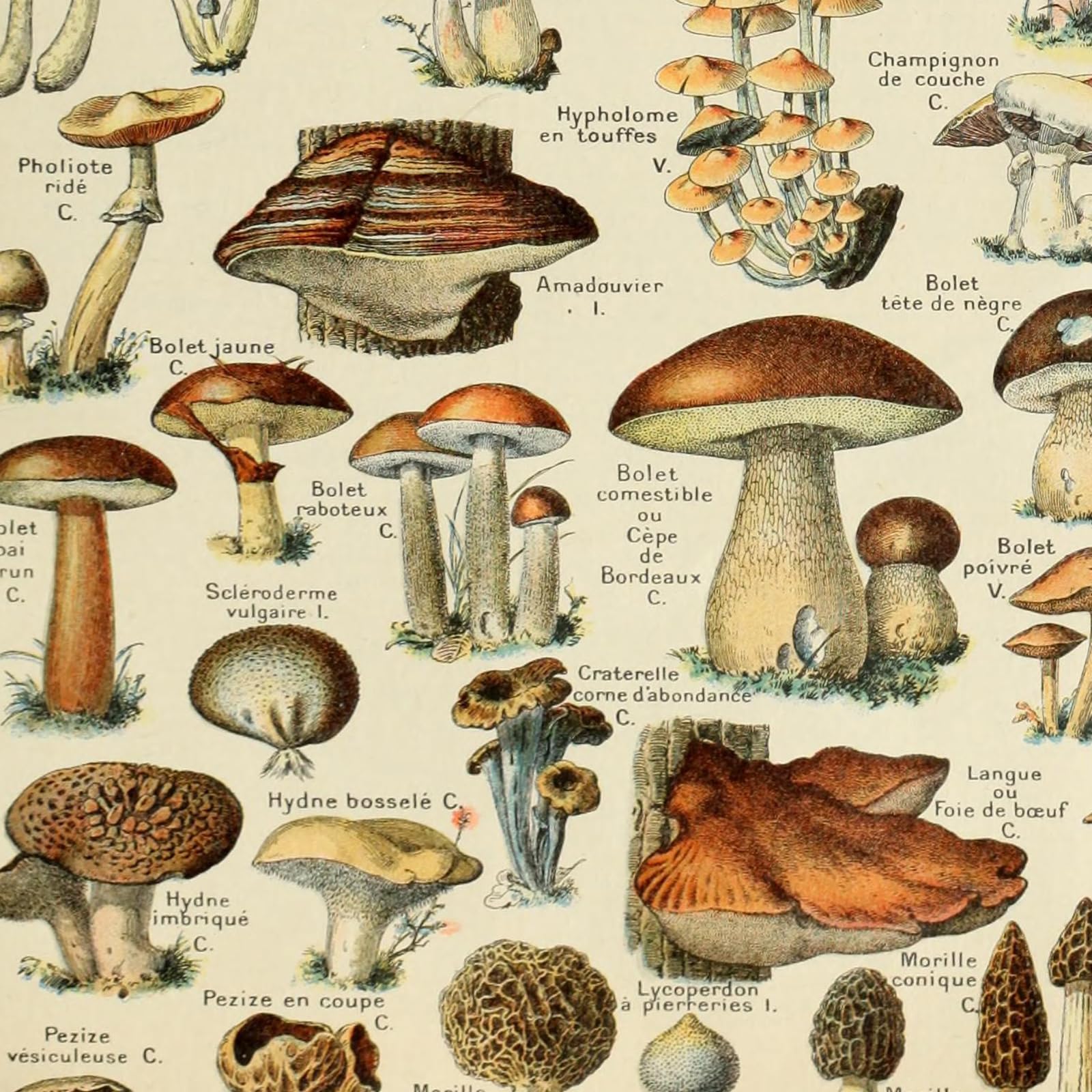Ovfovy Vintage Mushroom Poster Print, Educational Wall Art, 16"x23", Unframed Paper