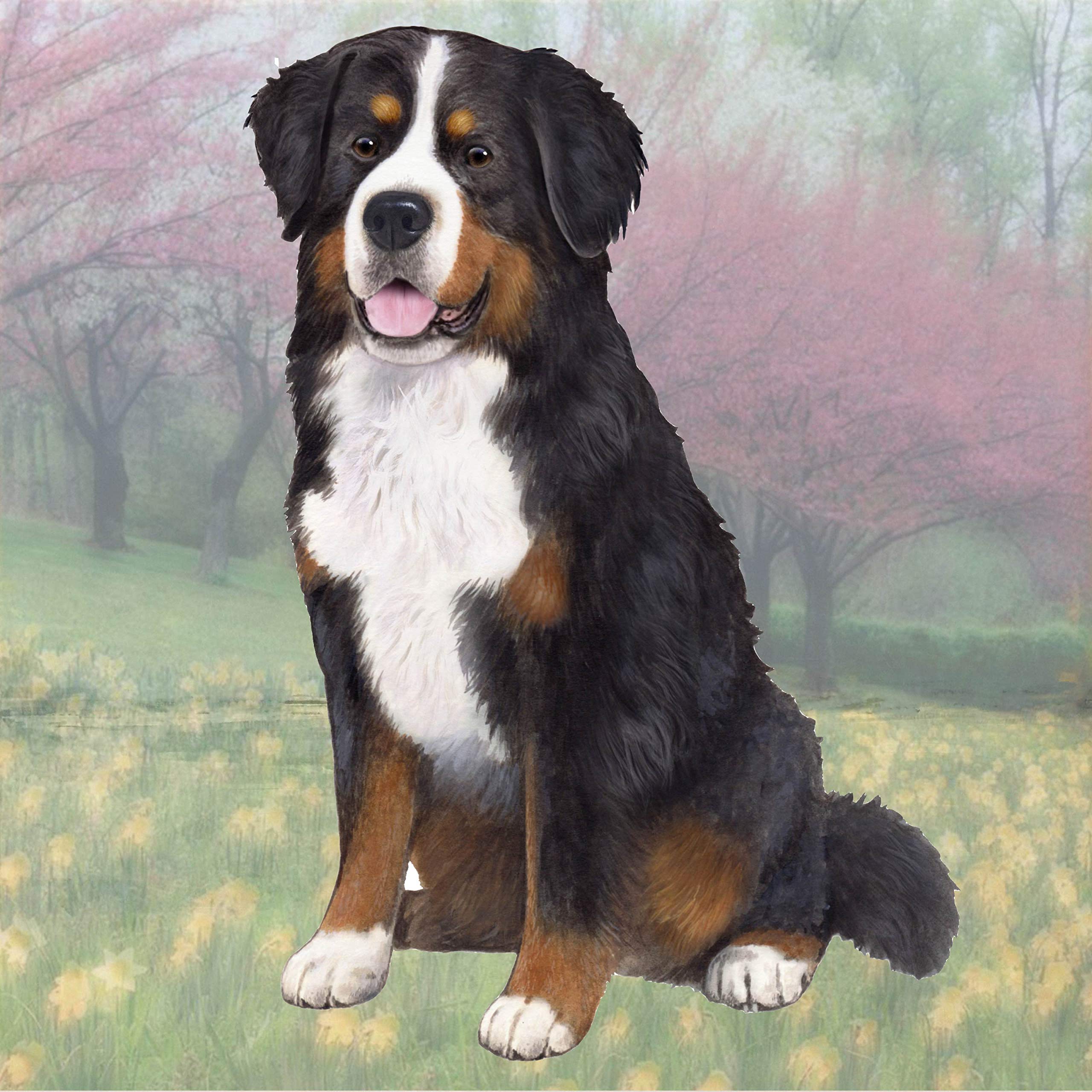Bernese Mountain Dog Tabletop Drink Coaster