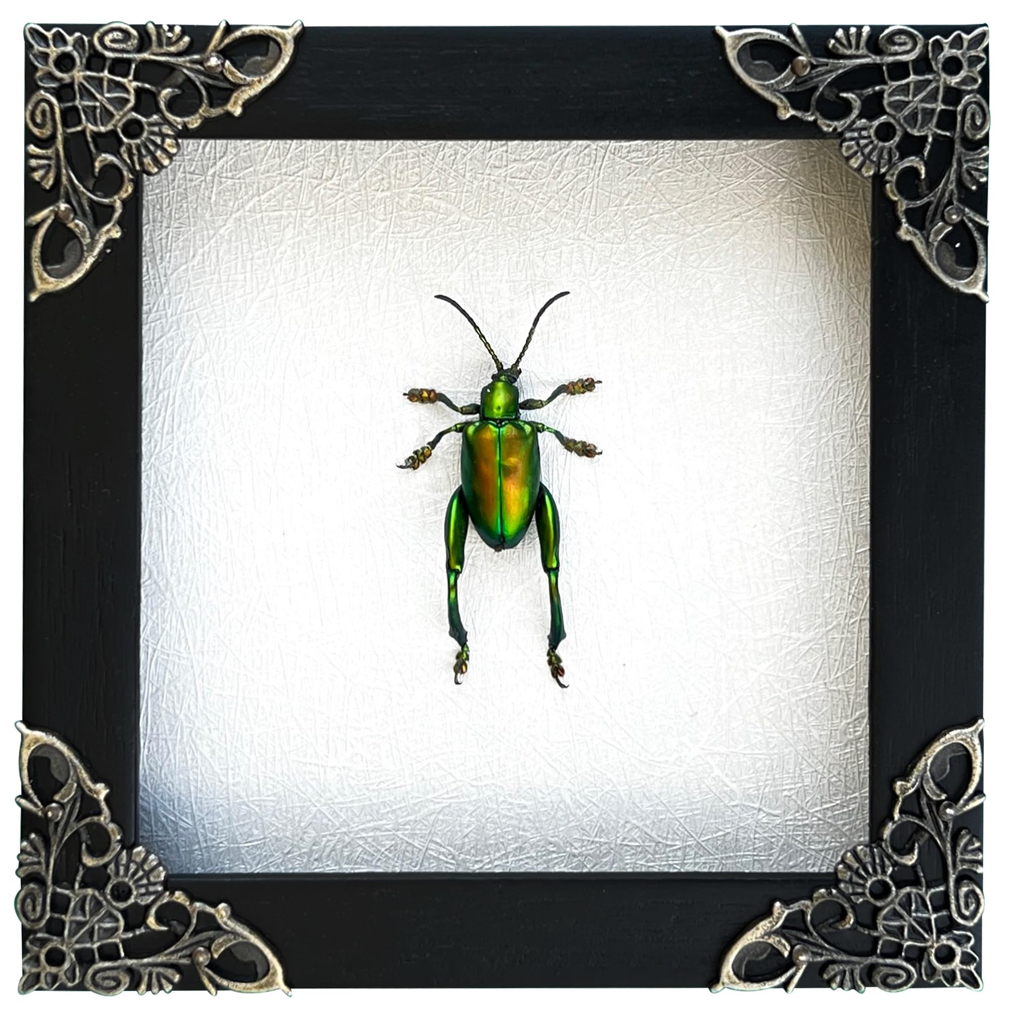 Real Framed Green Beetle Dead Insect Dried Bug Black Frame Shadow Box Taxidermy Oddity Collectables Specimen Decoration Reading 