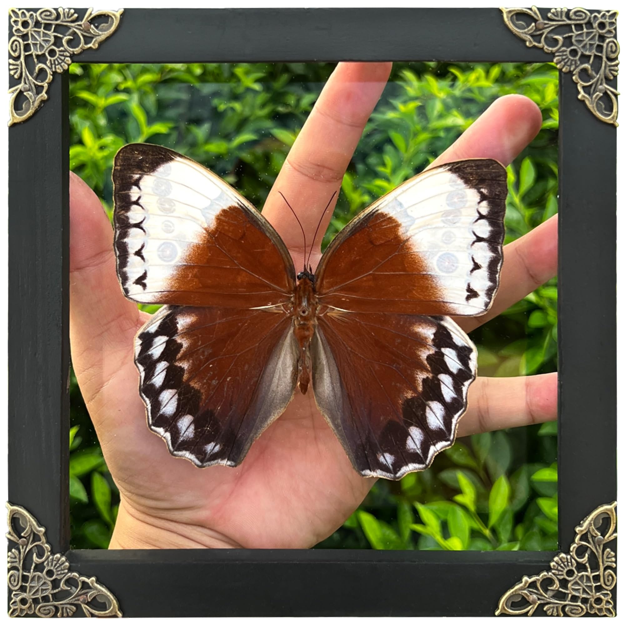 Real Framed Butterfly Moth Dead Insect Dried Bug Shadow Box Taxidermy Specimen Display Tabletop Decoration Artwork Gallery Decor