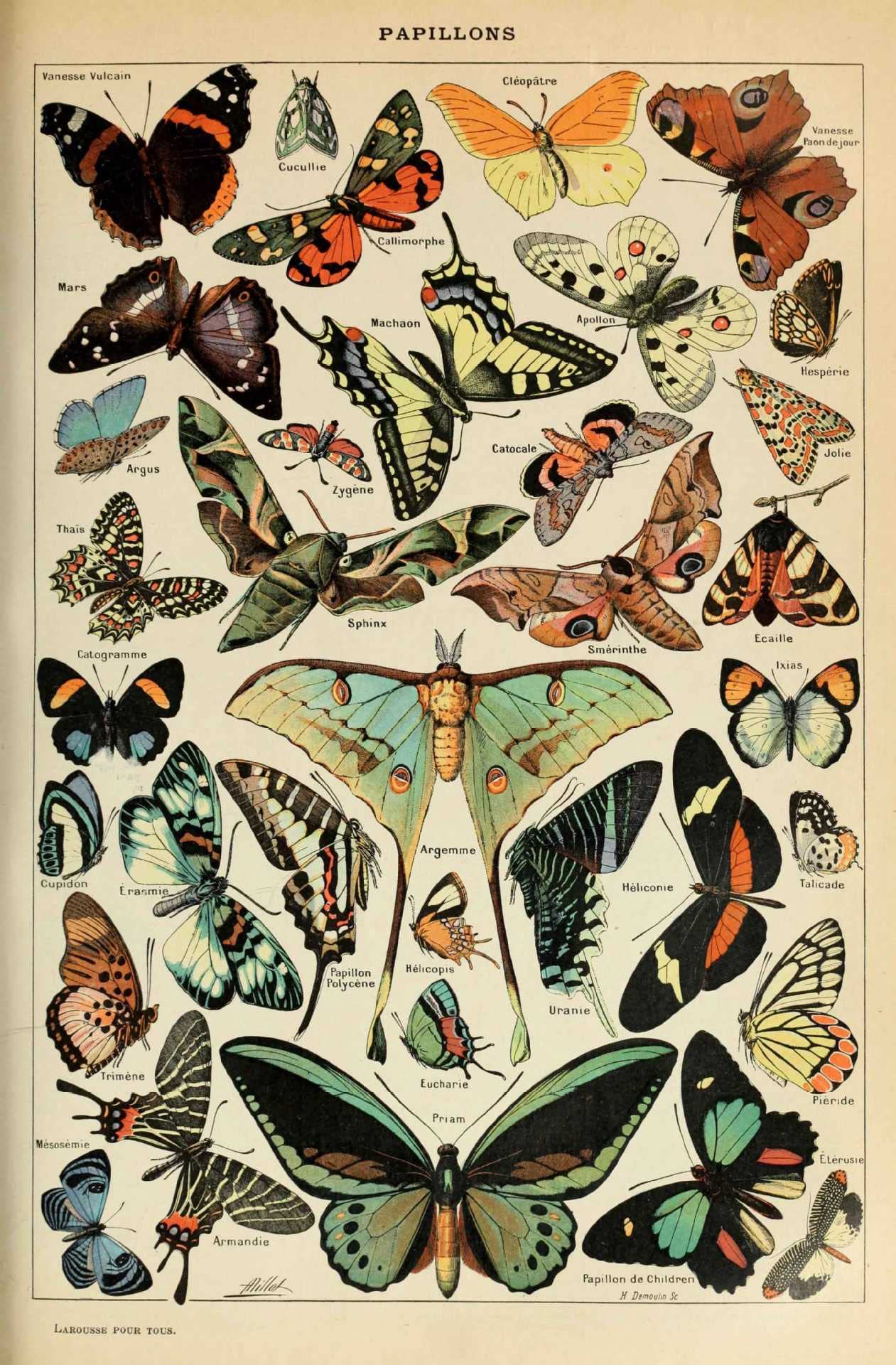 Ovfovy Unframed Paper Vintage Butterfly Poster, Unframed Wall Art Print