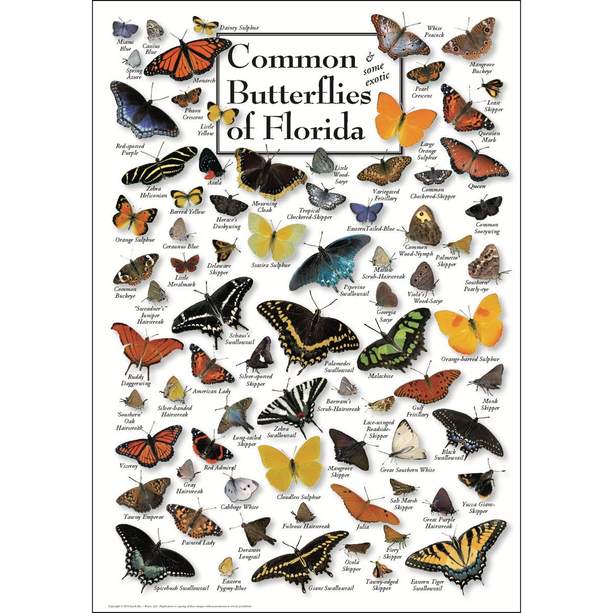 Earth Sky + Water - Common Butterflies of Florida - Poster