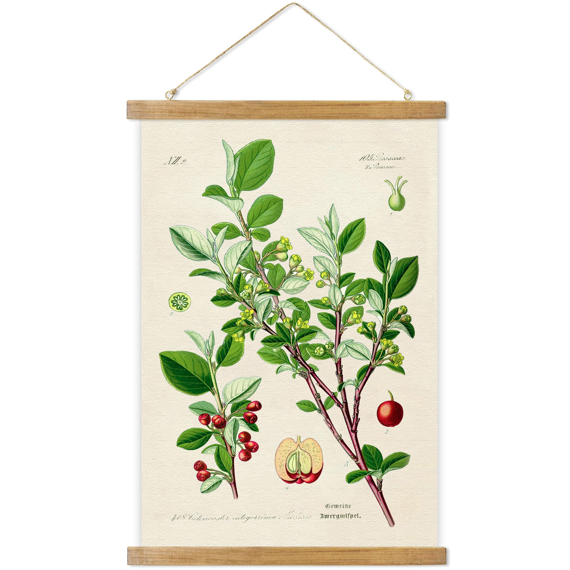 Aboby Vintage Hanging Poster, Illustrative Reference Plant Poster, Retro Style Of Botanical Wall Art Prints, Printed On Linen Wi