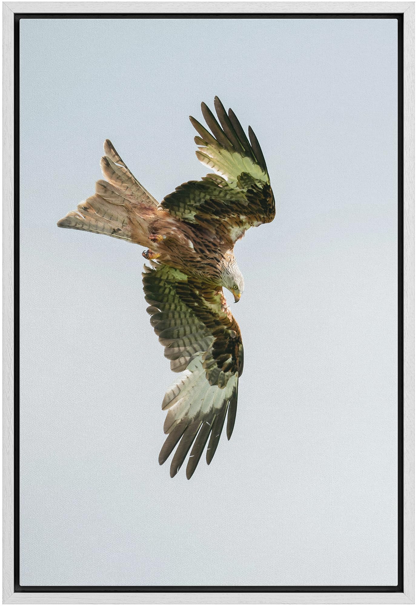 Wall26 Framed Canvas Print Wall Art Majestic Eagle Mid-Flight Animals Photography Realism Rustic Scenic Landscape Wilderness Zen