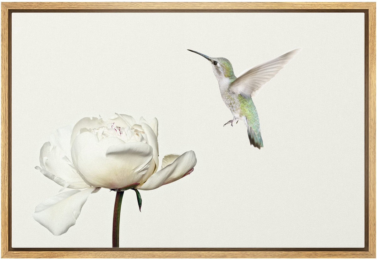 Wall26 Framed Canvas Print Wall Art Hummingbird Flies On White Carnation Flower Animals Wildlife Realism Rustic Scenic Nature Ch
