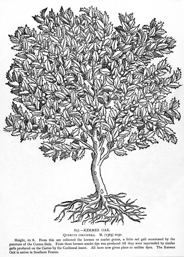 Kermes Oak Tree N(Quercus Coccifera) Native To Southern France The Kermes Was Used To Produce Scarlet Dye Poster Print By (24 X