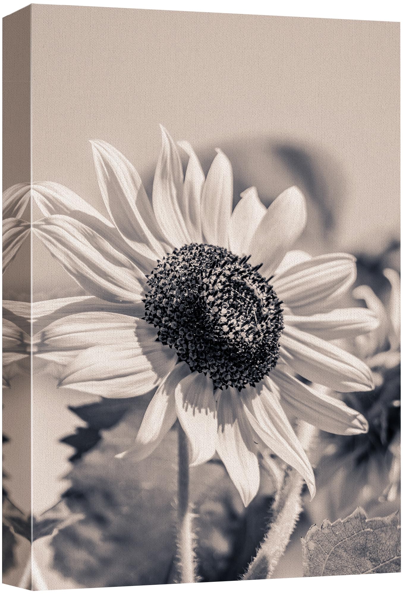 Wall26 Canvas Print Wall Art Classic Black And White Sunflower Vintage Nature Wilderness Photography Modern Art Decorative Count