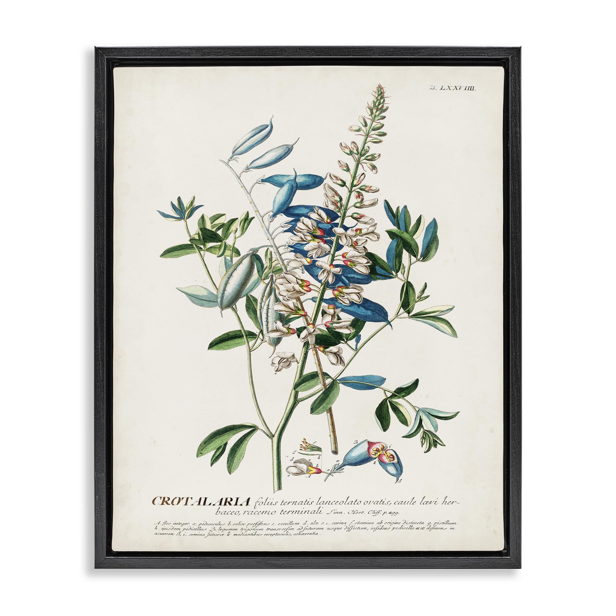Stupell Industries Botanical Plant Illustration Flowers And Leaves Vintage Design, Design By World Art Group, Green, 16 X 20