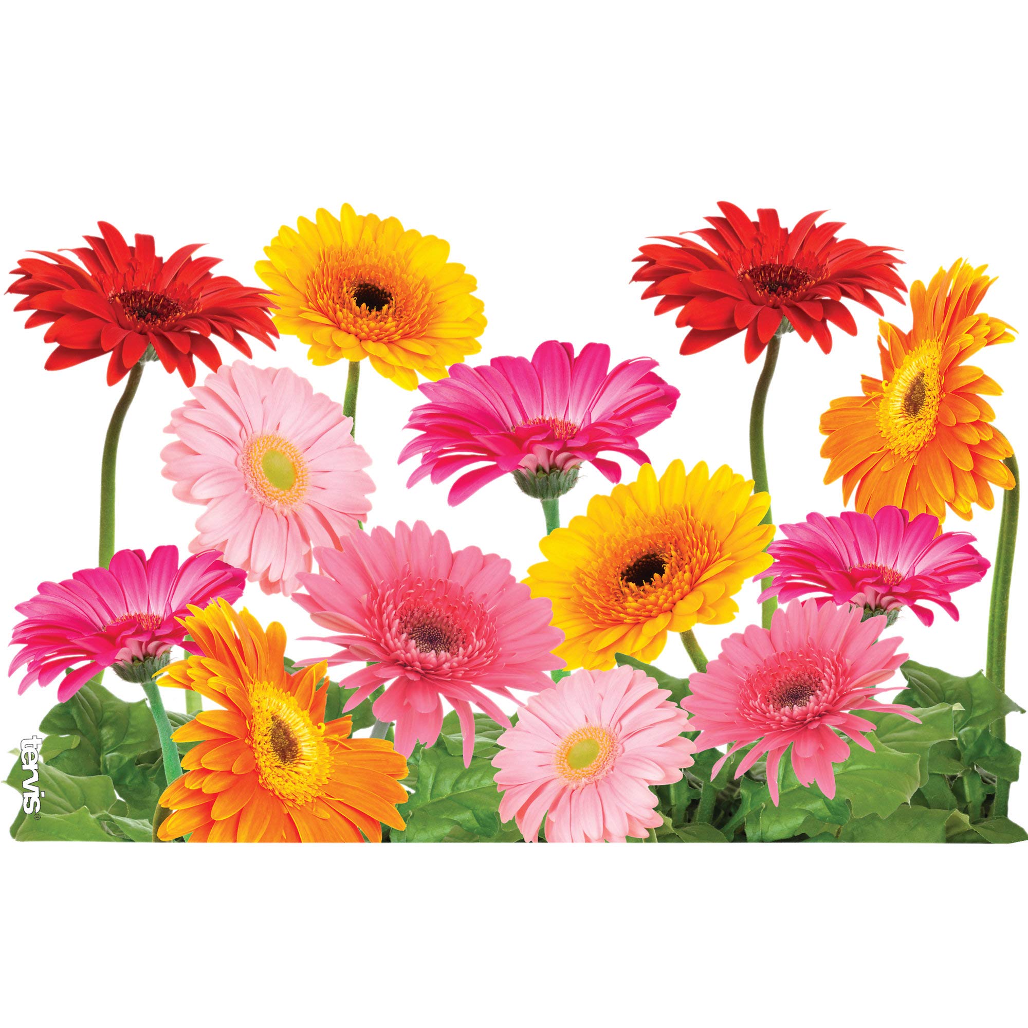 Tervis Gerbera Daisies Made In Usa Double Walled Insulated Tumbler Travel Cup Keeps Drinks Cold & Hot, 16Oz, Classic