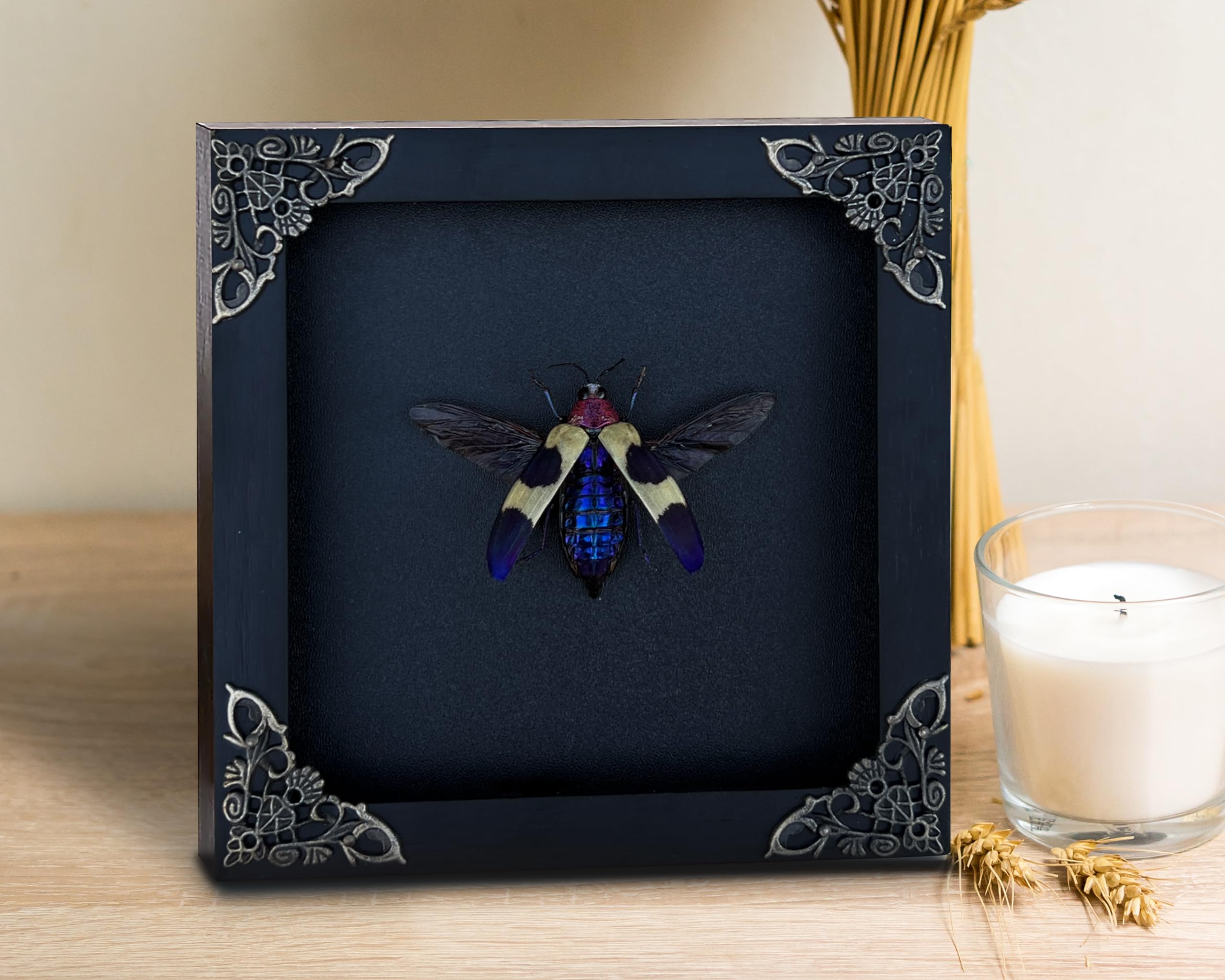 Real Blue Jewel Beetle Taxidermy Insect White Frame Dried Bug Shadow Box Specimen Room Display Wall Hanging Tabletop Bookshelf H