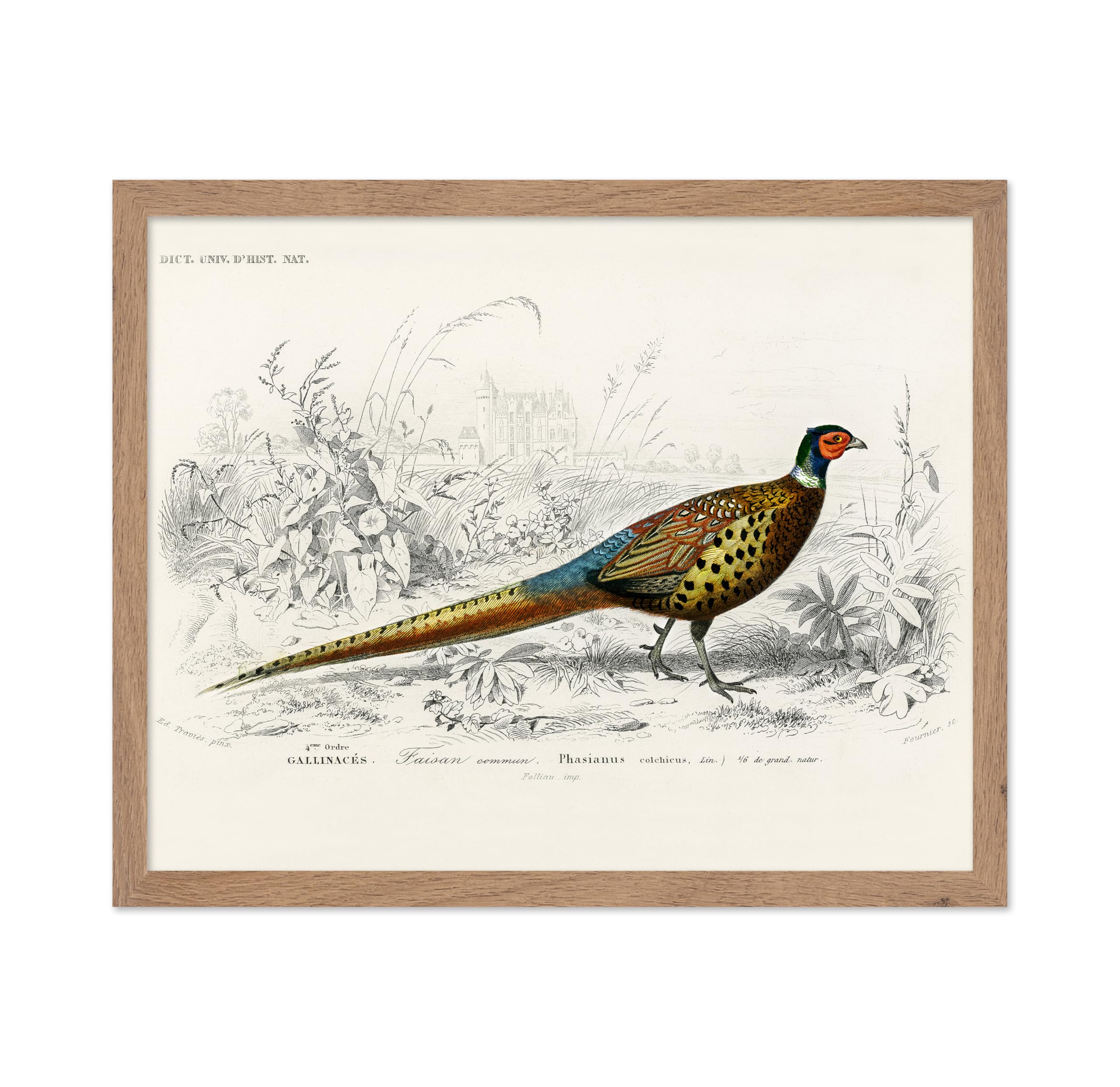 Poster Master Vintage Illustration Poster - Retro Ornithology Print - Gift for Artist, Friend - Ring Necked Pheasant, Animal, Bi