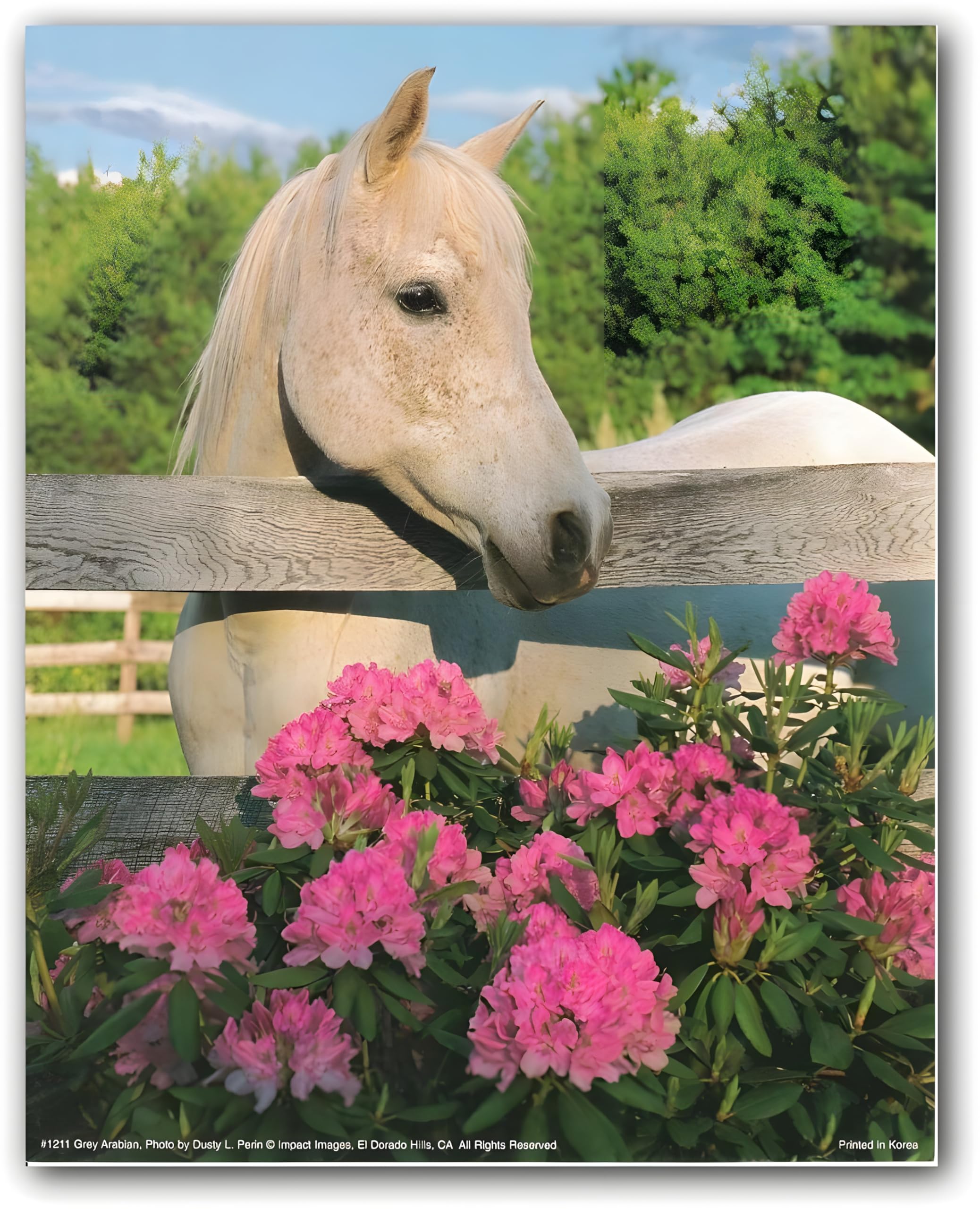 White Morgan Horse With Flowers Mare Wall Decor Art Print Poster (16X20)