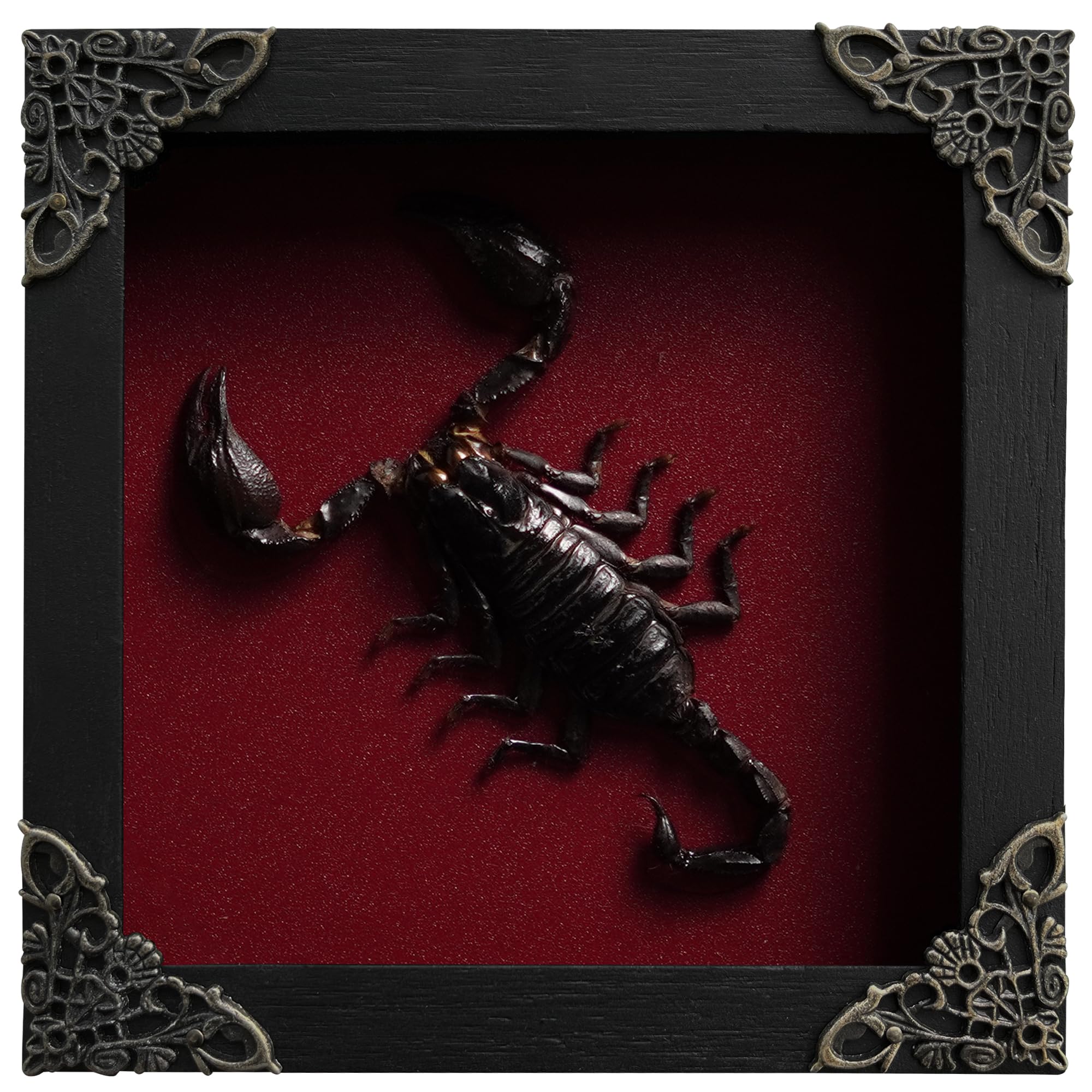 Real Giant Scorpion Framed Dried Beetle Shadow Box Entomology Wooden Insect Handmade Taxidermy Wall Art Decor Decoration Tableto