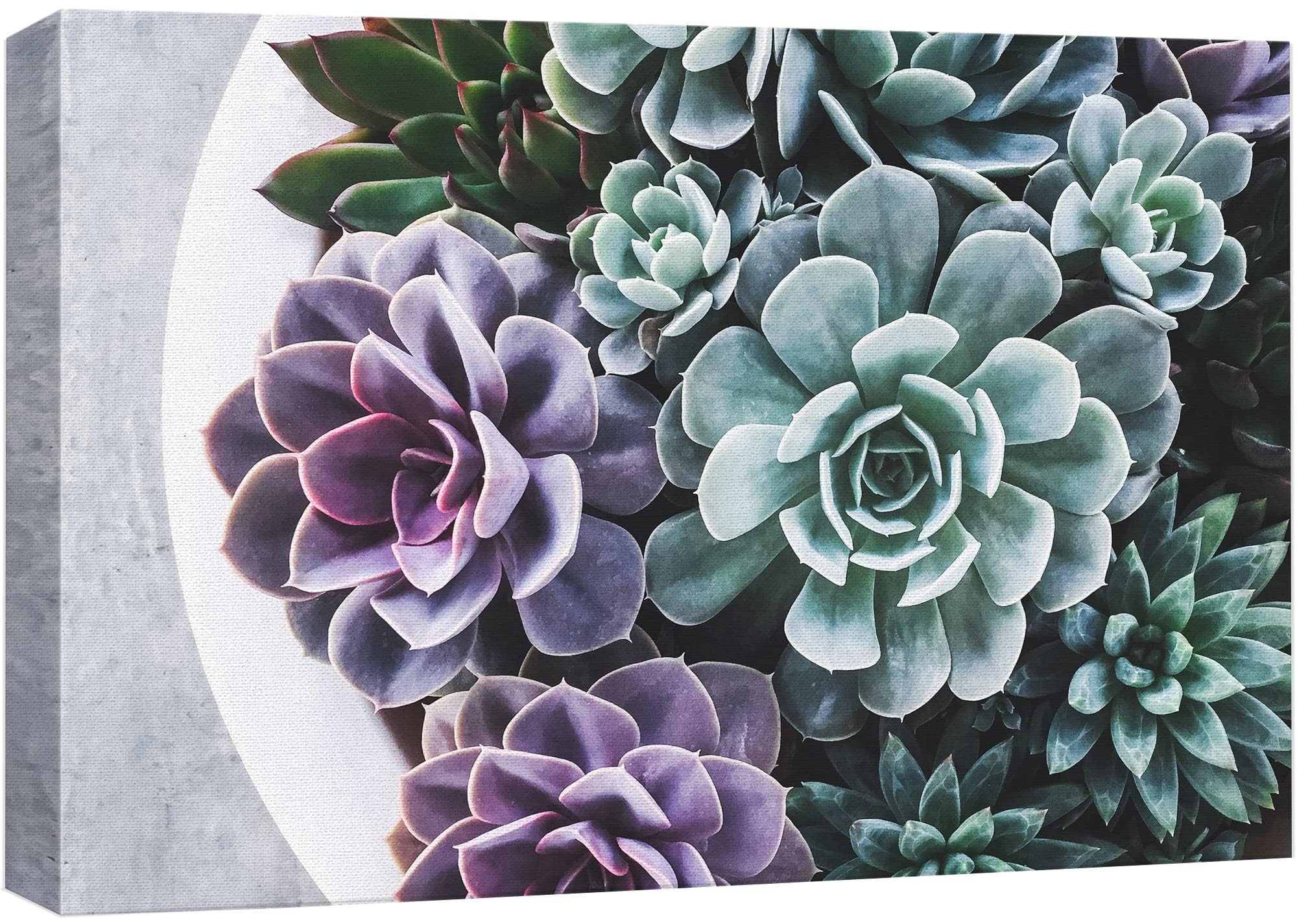 Wall26 Canvas Print Wall Art Purple Green Pearl Echeveria Succulents Nature Floral Photography Realism Botanical Wilderness Zen
