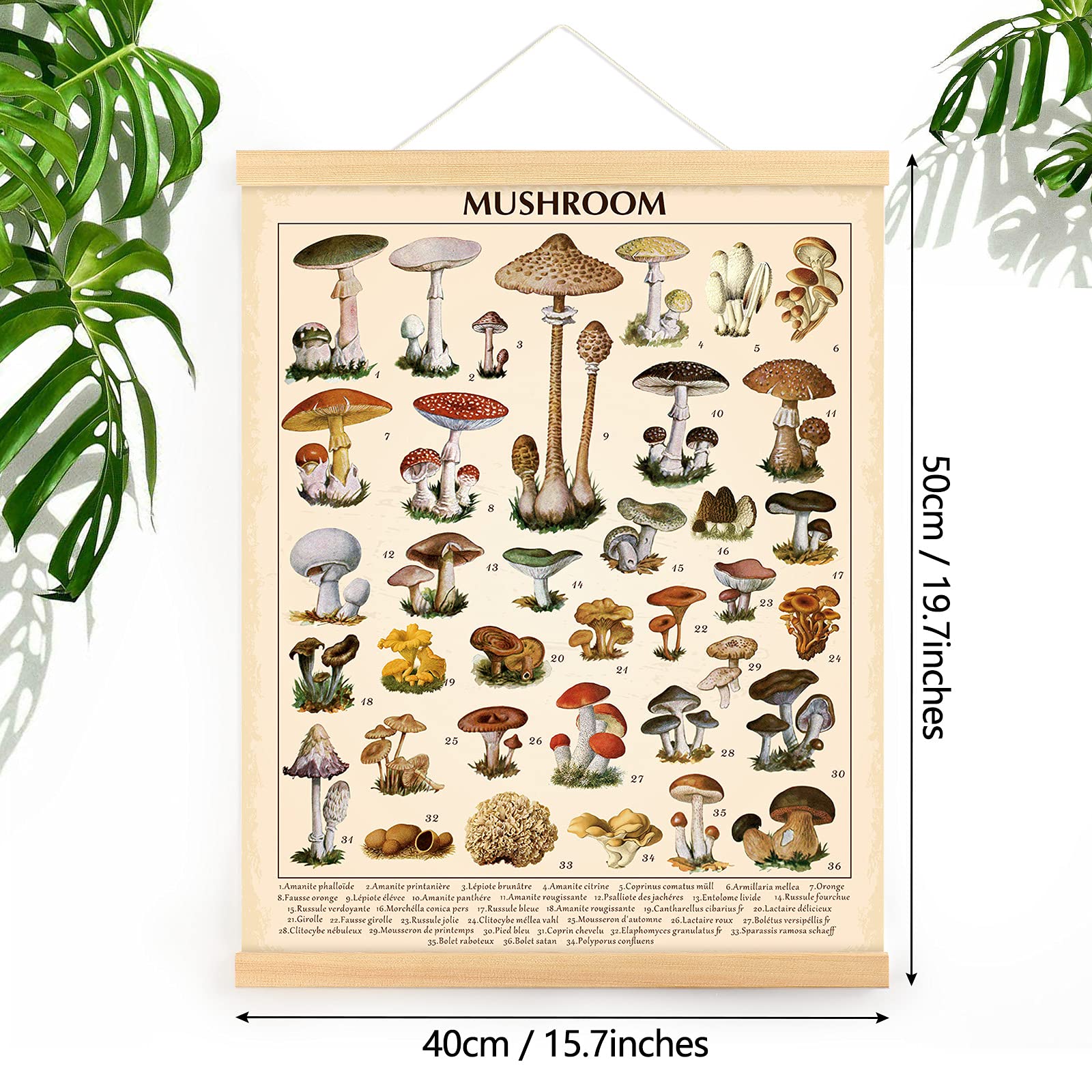 Outus Vintage Mushroom Poster Fungus Wall Art Prints Rustic Mushroom Wall Hanging Illustrative Reference Chart Poster for Living Room Office Classroom Bedroom Dining Room Decor Frame  15.7 x 19.7 Inches