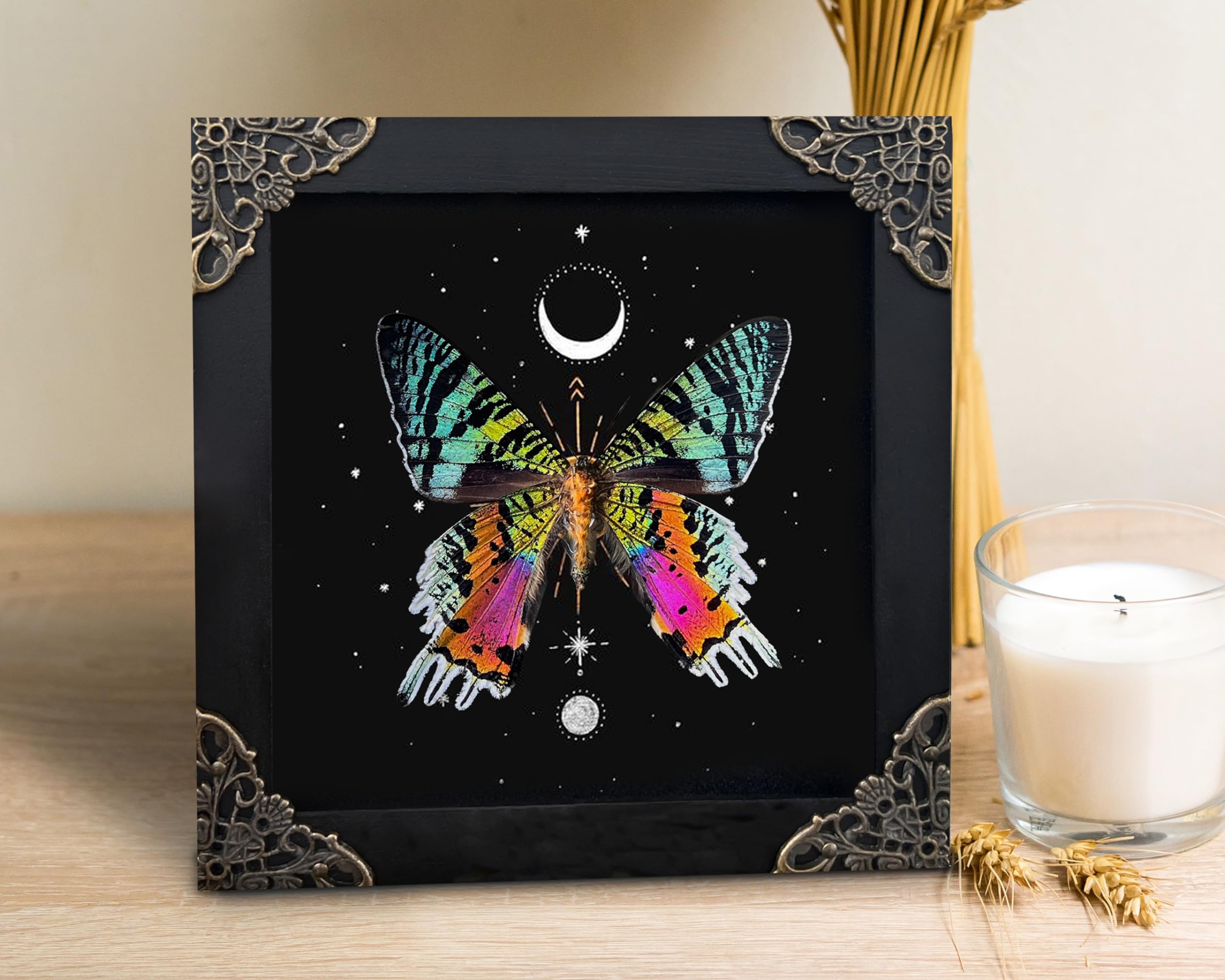 Real Sunset Moth Butterfly Astronomy Taxidermy Victorian Witchy Insect Frame Dried Bug Shadow Box Specimen Room Display Birthday