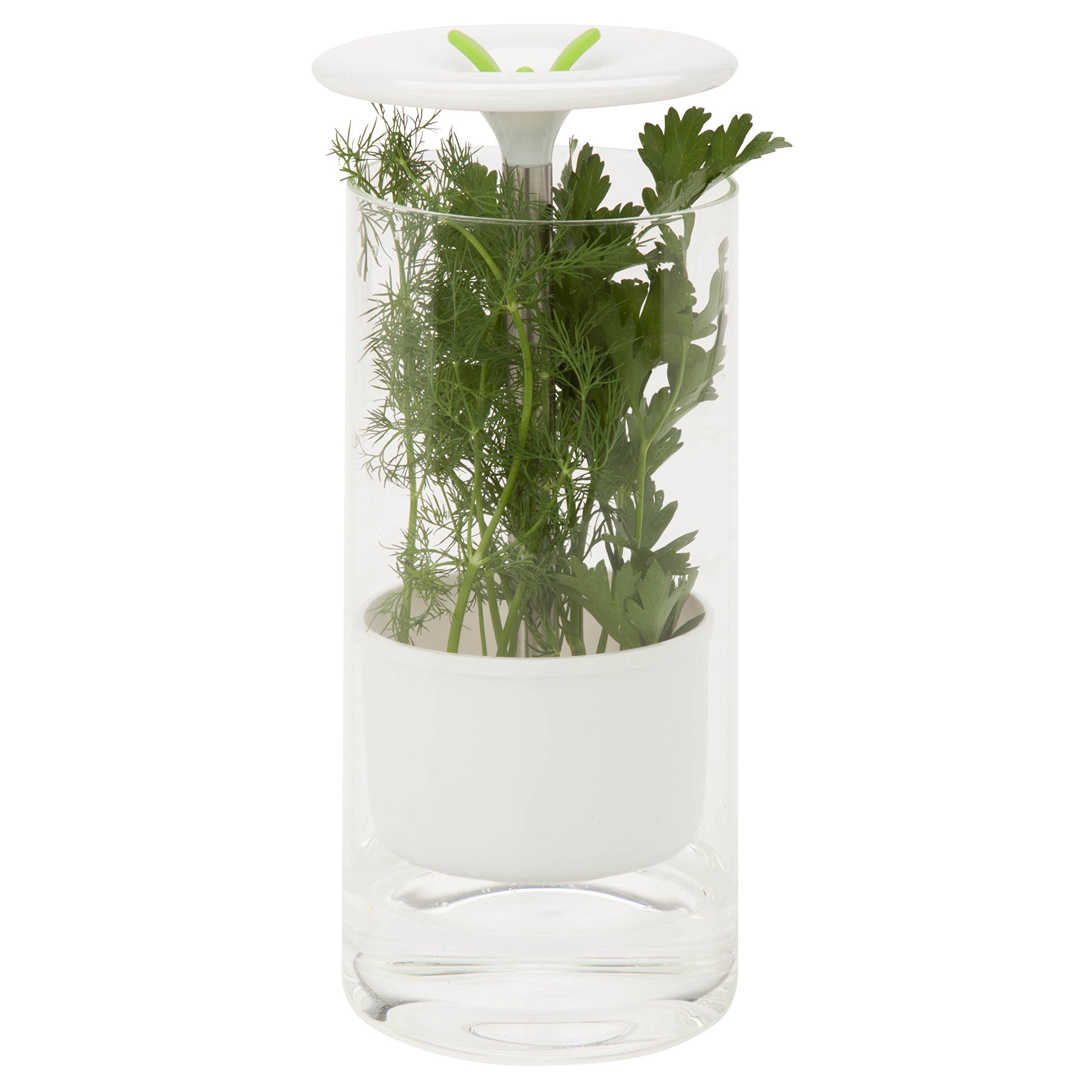 Honey-Can-Do Glass Herb Preserver, Clear/White, Medium