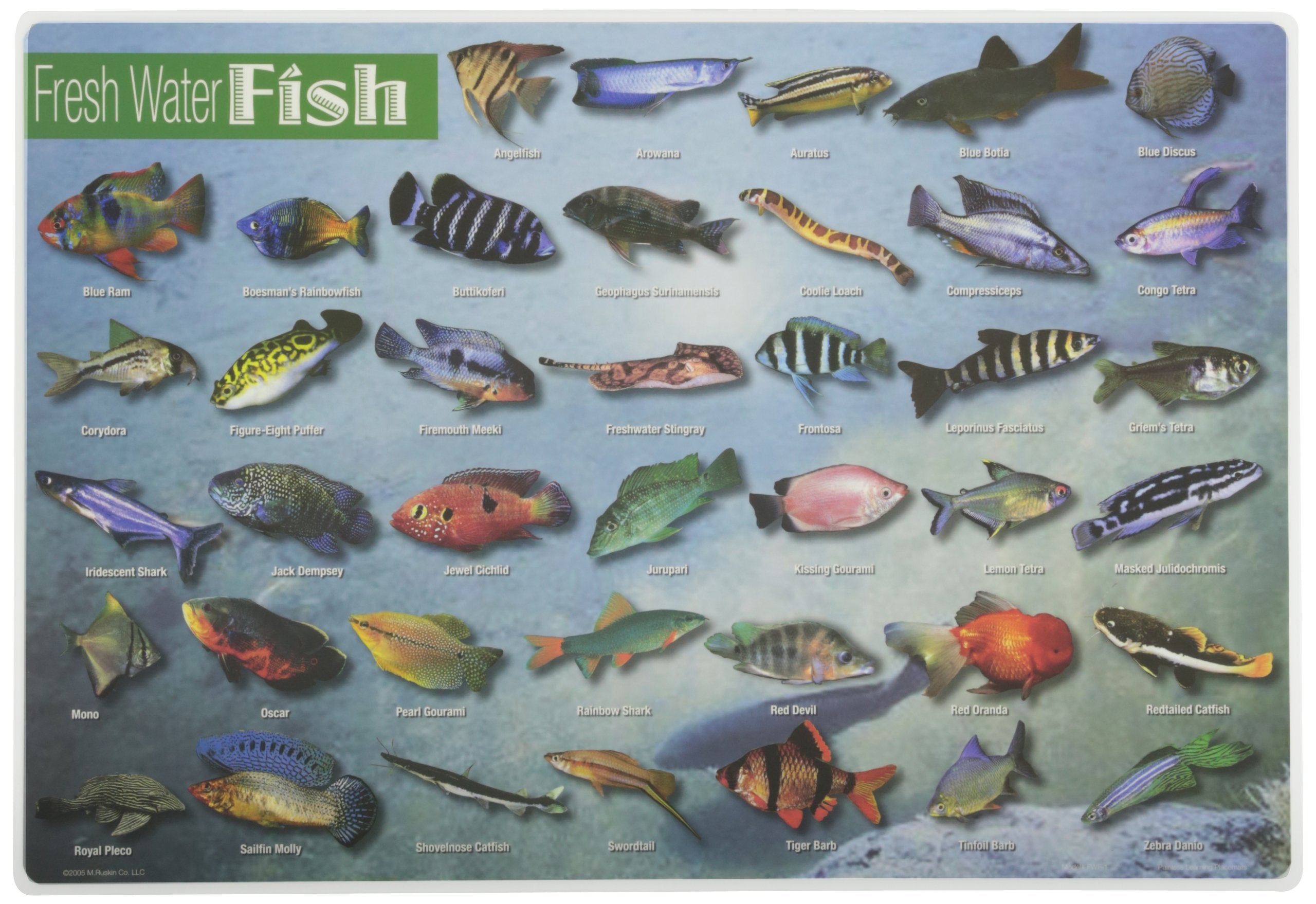 Painless Learning Freshwater Fish Placemat 12 x 17 1/2 inches