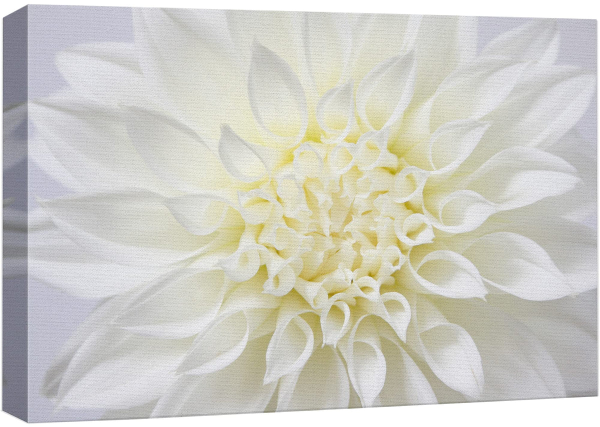 Wall26 Canvas Print Wall Art Vibrant High Contrast Detail White Flower Nature Floral Photography Realism Botanical Wilderness Ze