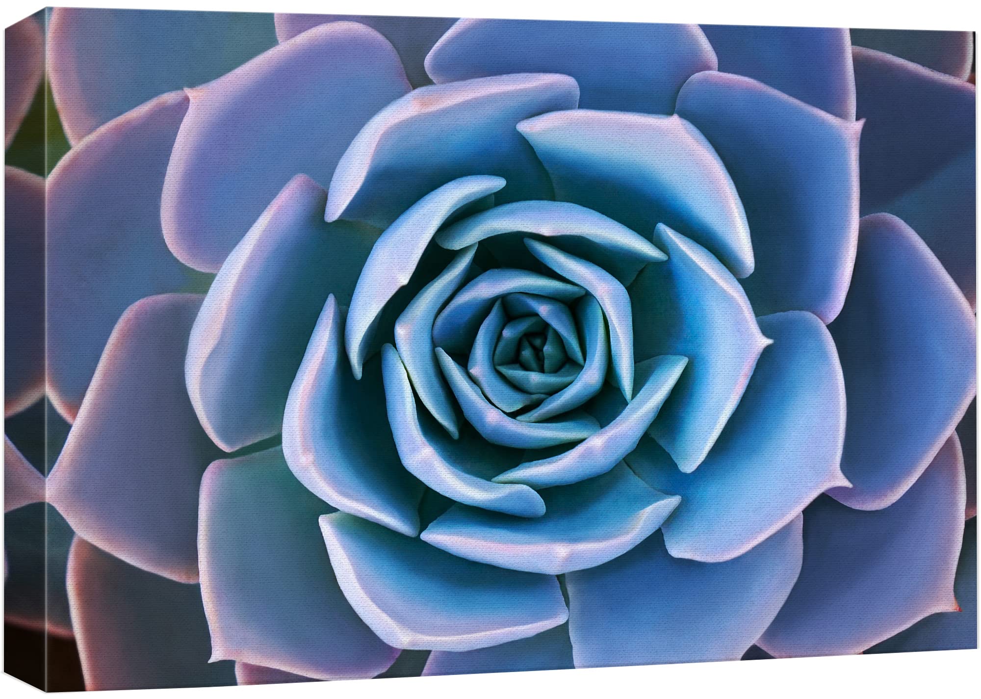 Wall26 Canvas Print Wall Art Blue Purple Desert Echeveria Succulent Nature Floral Photography Realism Botanical Wilderness Zen R